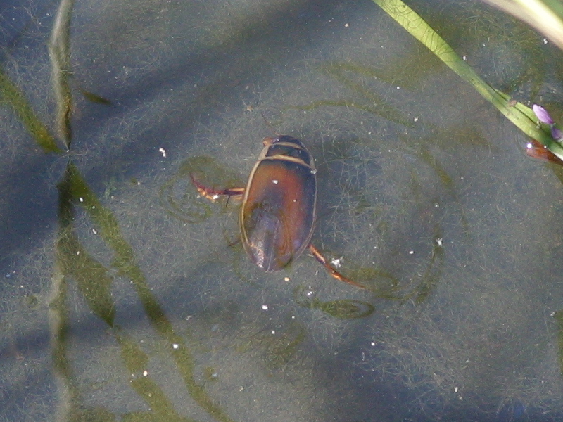 dytiscus_marginalis2bd