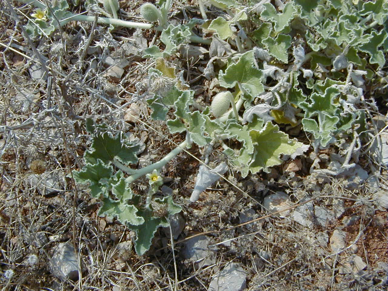 ecballium_elaterium3md