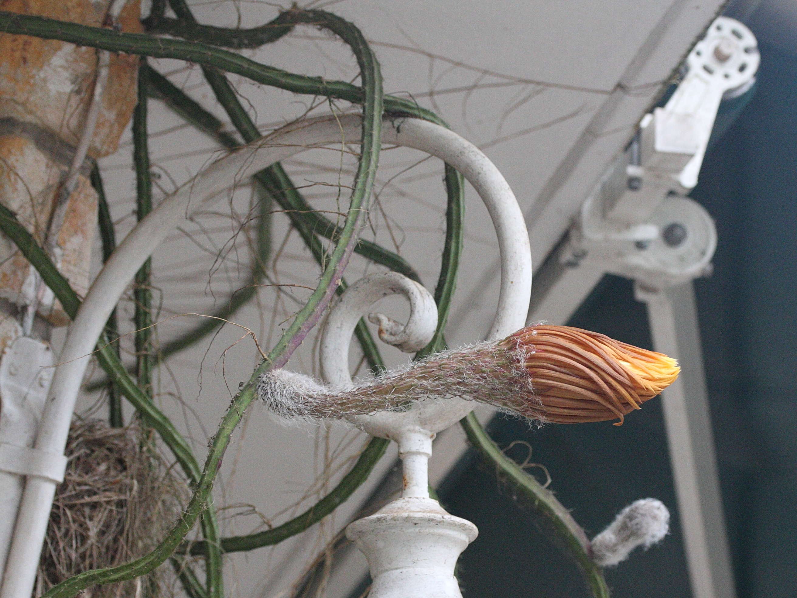 Afficher le média epiphyllum_sp1md epiphyllum_sp1md