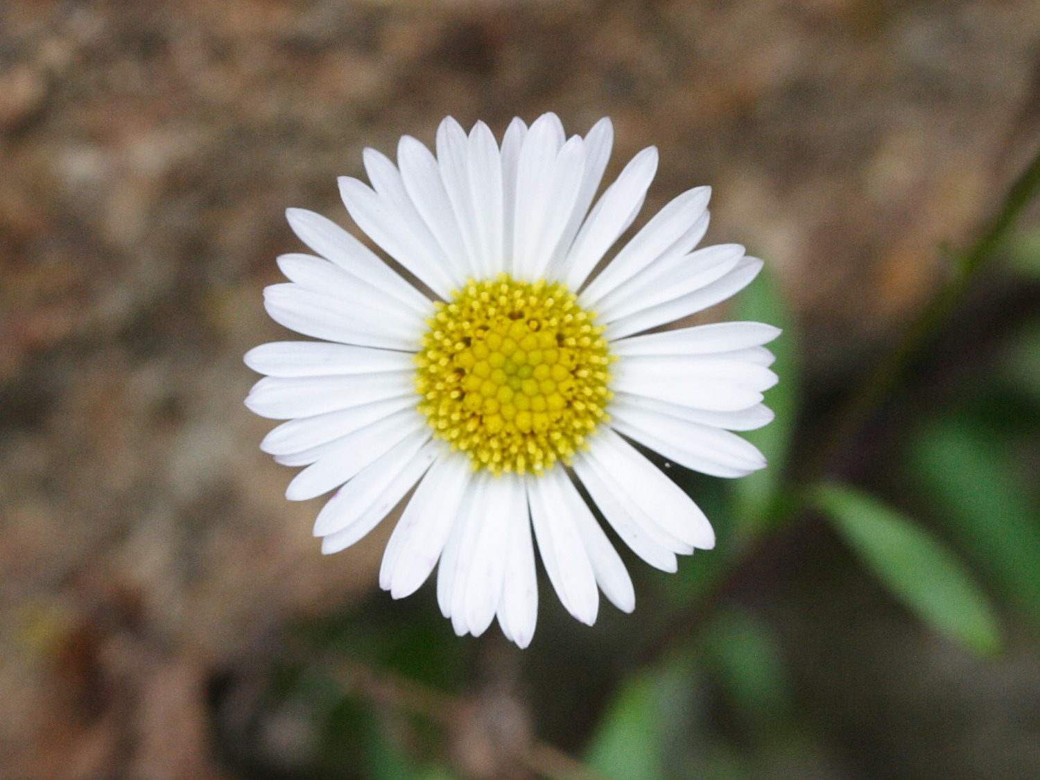 Erigeron_karvinskianus