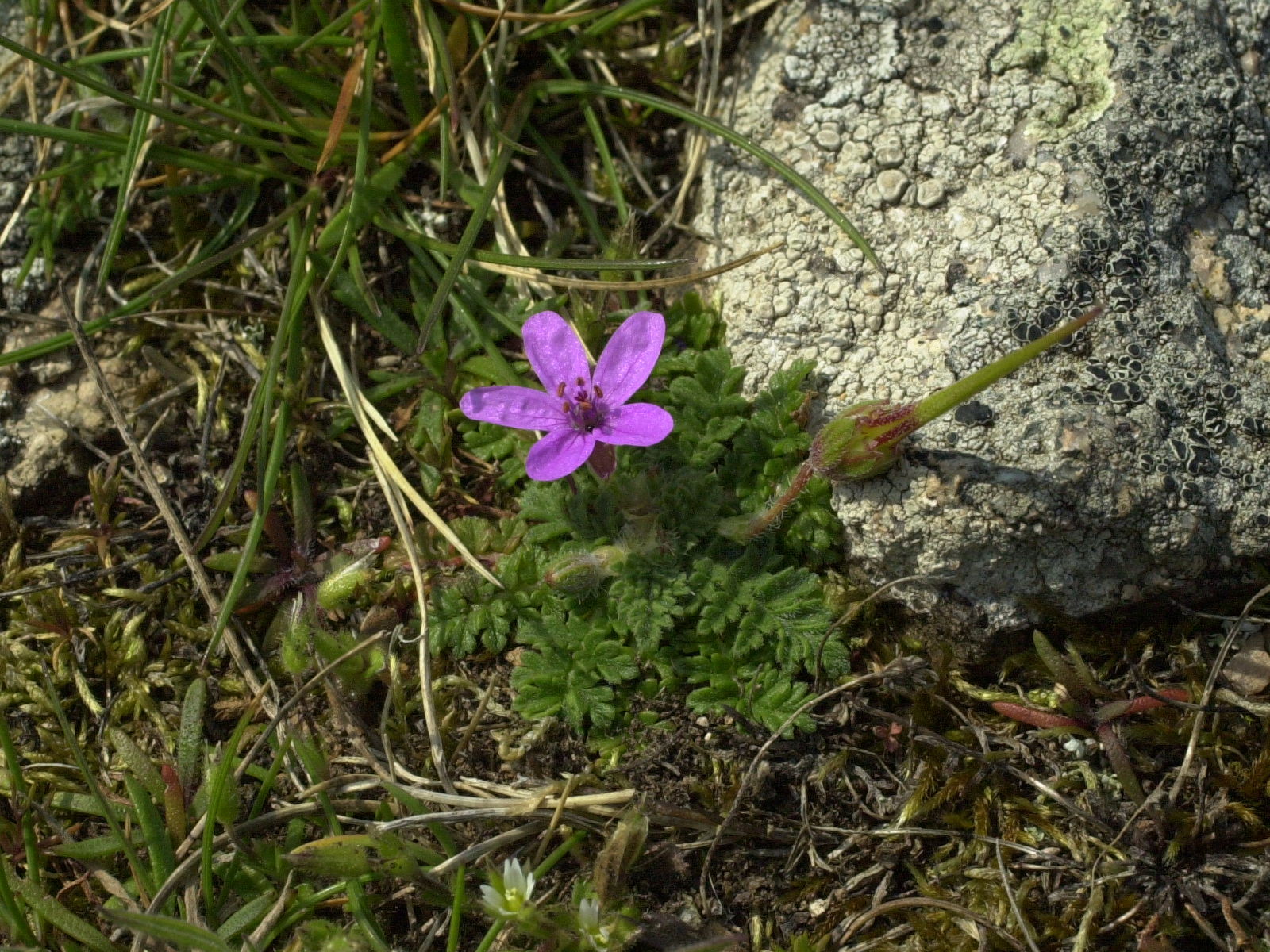 erodium_cicutarium_nain2md