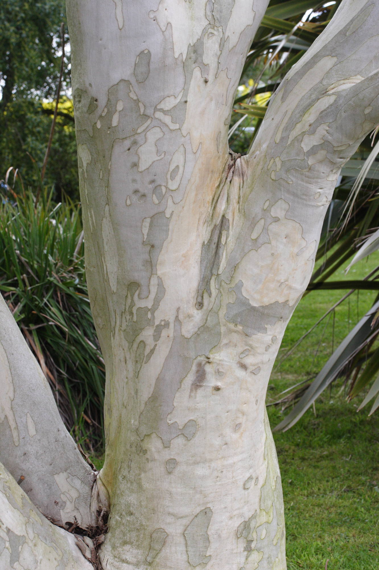 Eucalyptus_pauciflora