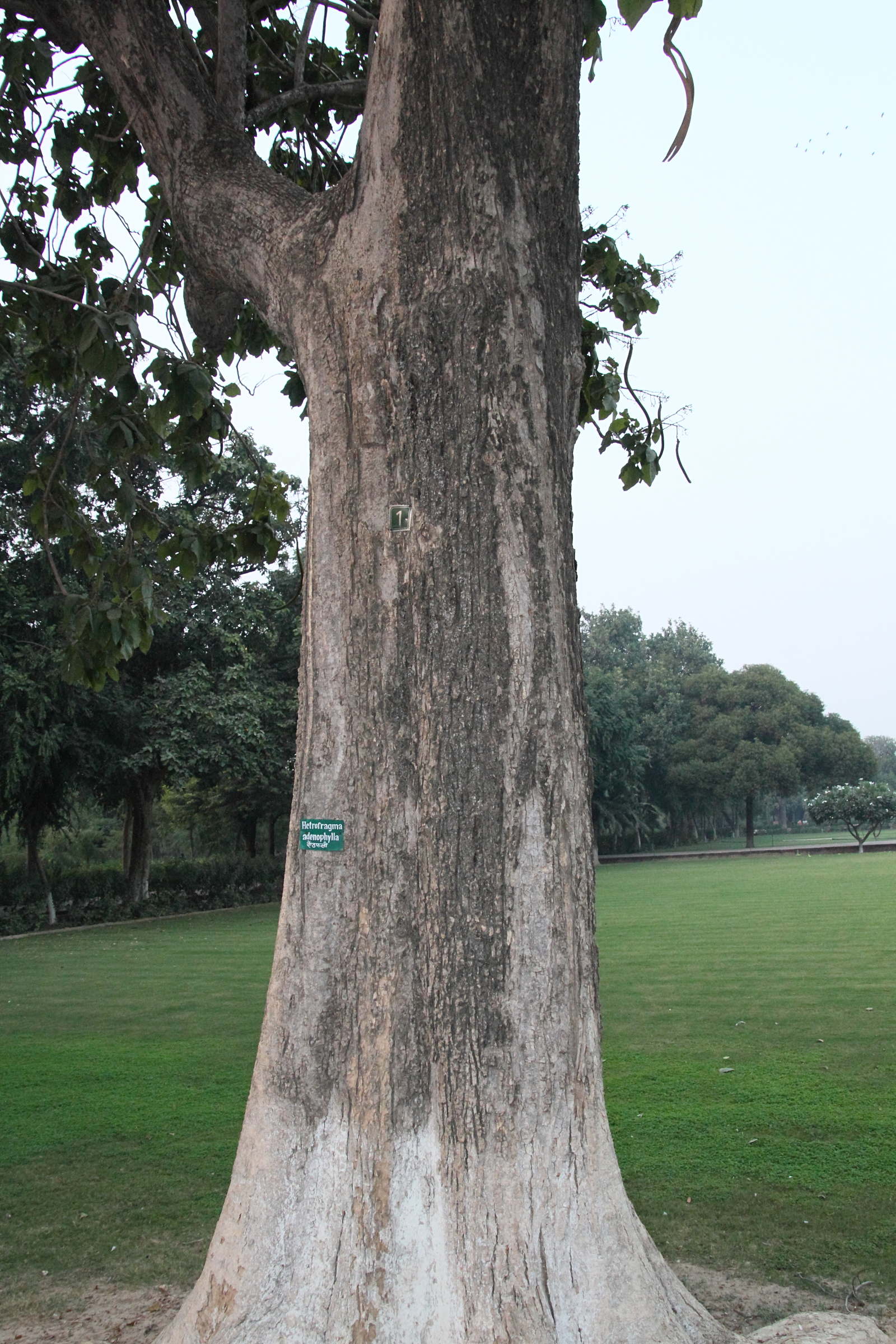 fernandoa_adenophylla3md