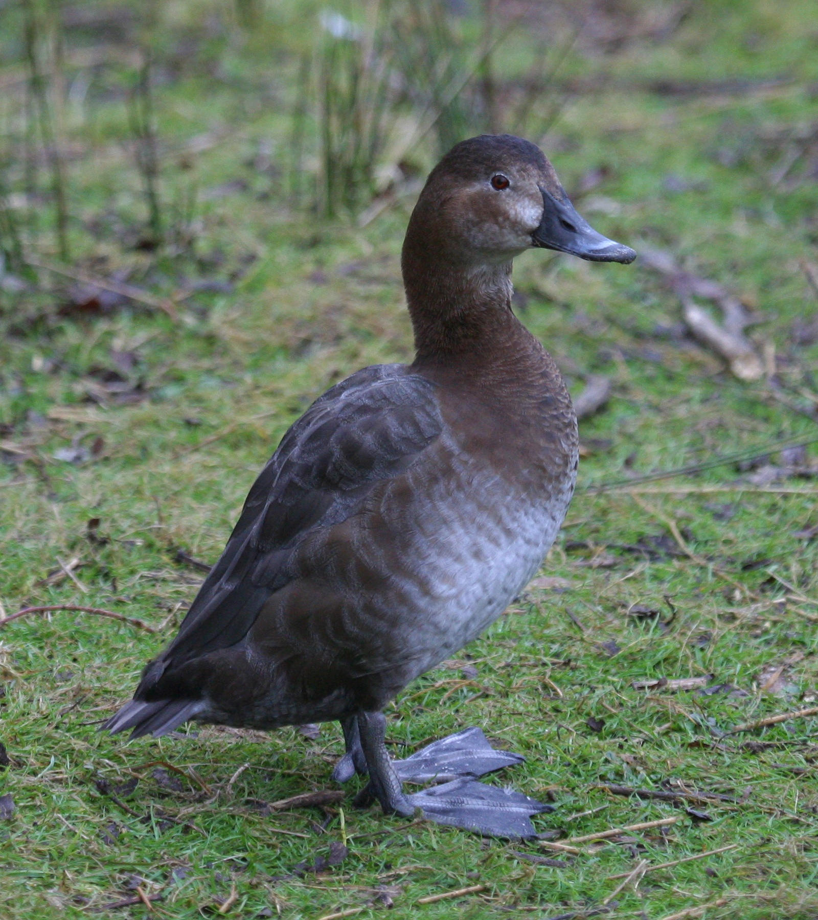 fuligule_milouin_-_aythya_ferina4abd