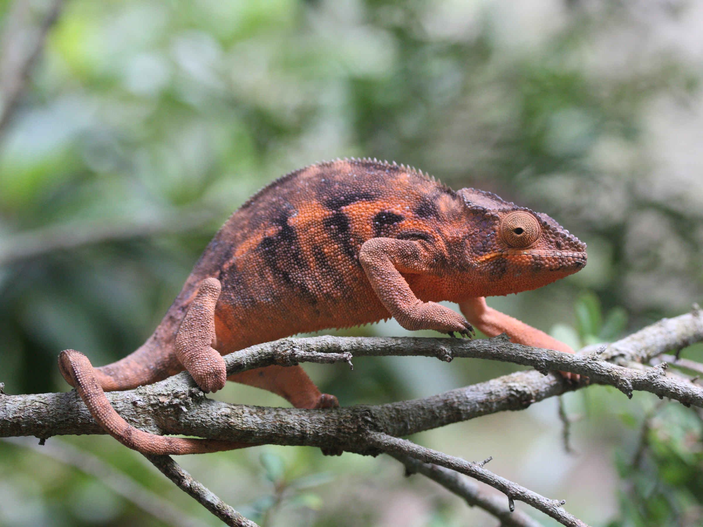 furcifer_pardalis6md