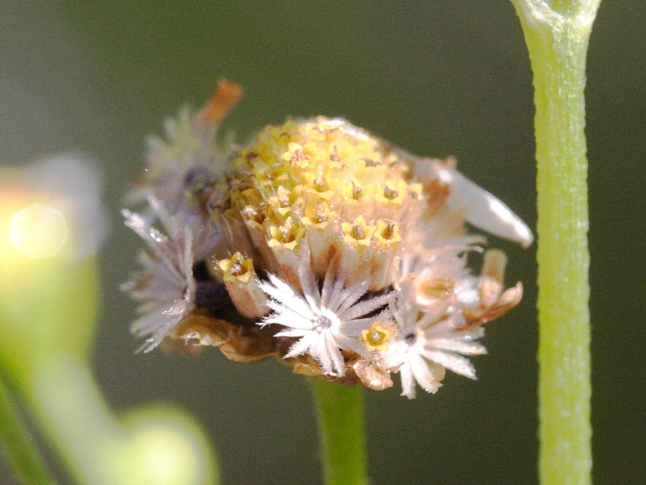 galinsoga_parviflora2md