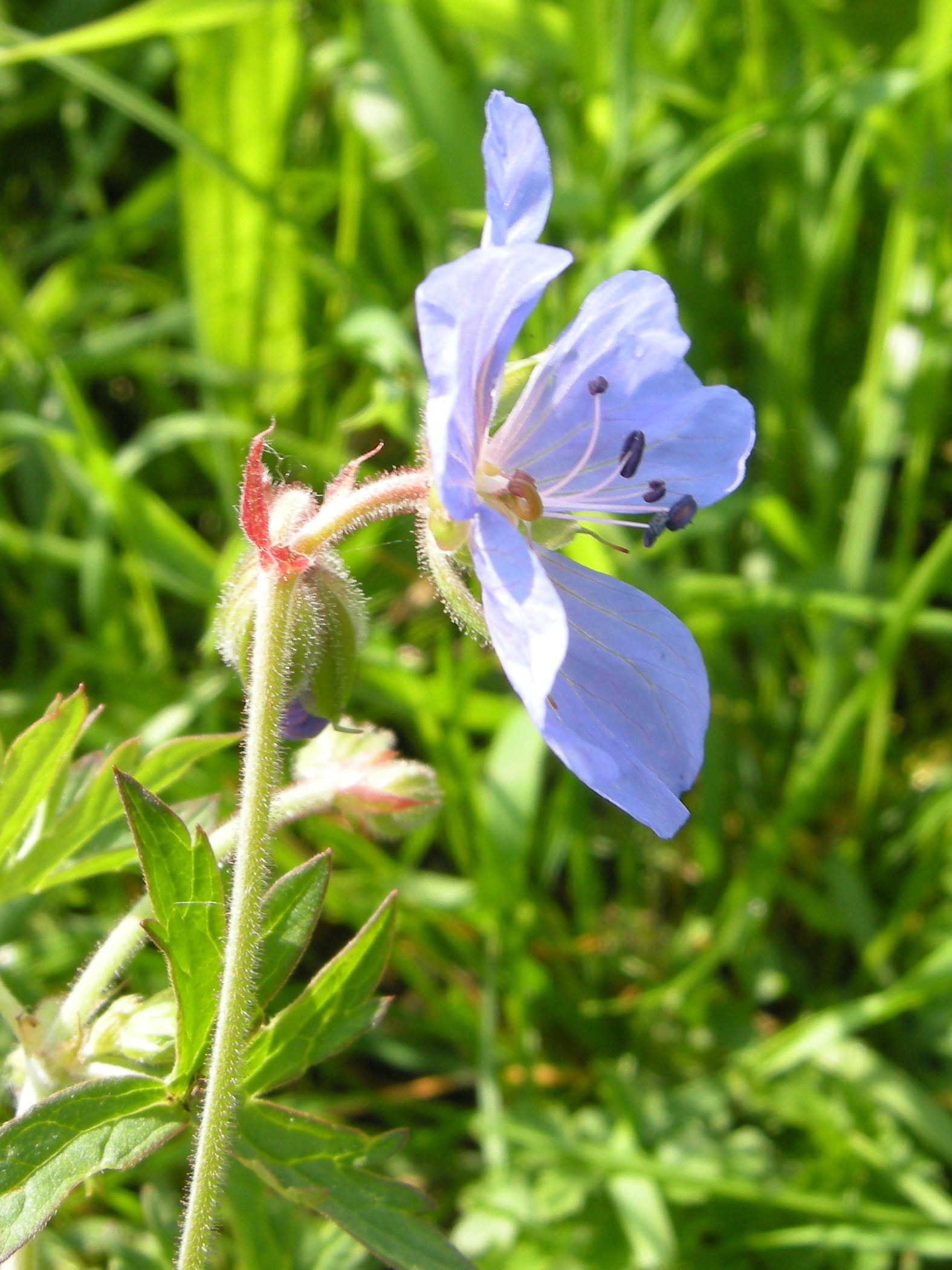 geranium_pratense4bd