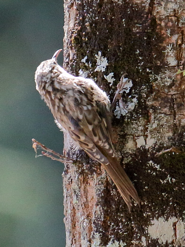 grimpereau_des_jardins_-_certhia_brachydactyla4md