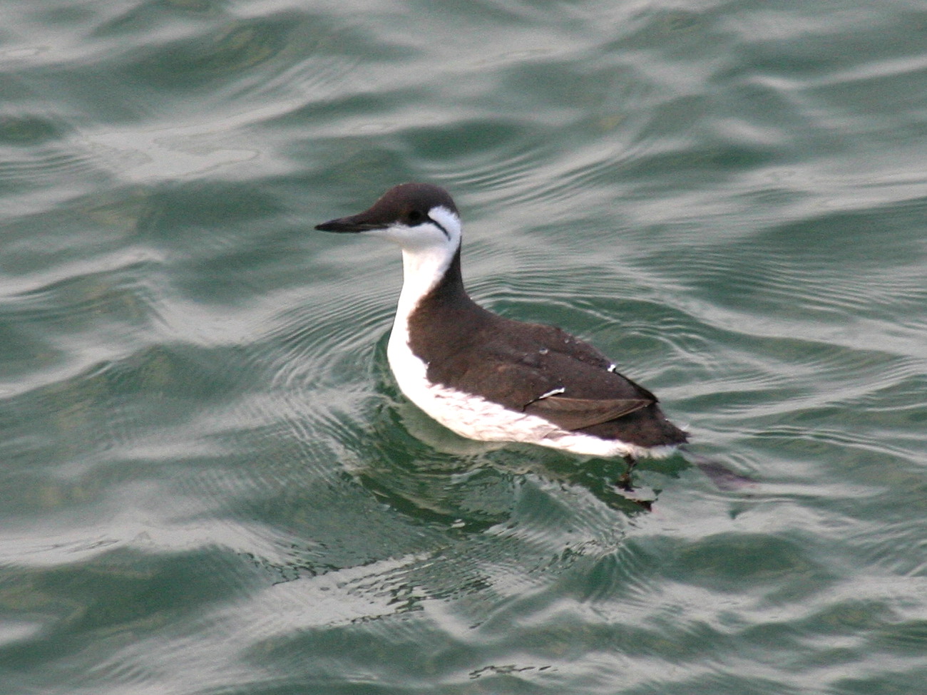 guillemot_de_troil_-_uria_aalge6sd