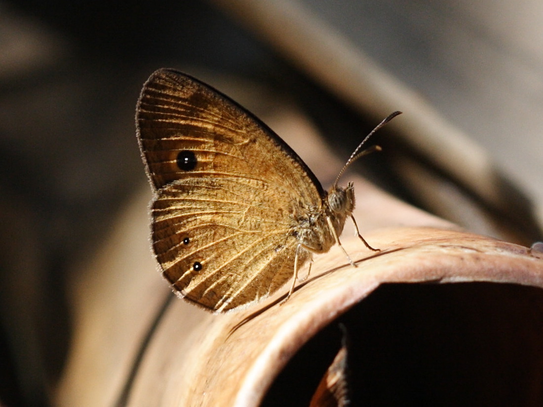 henotesia_narcissus_borbonica4bd