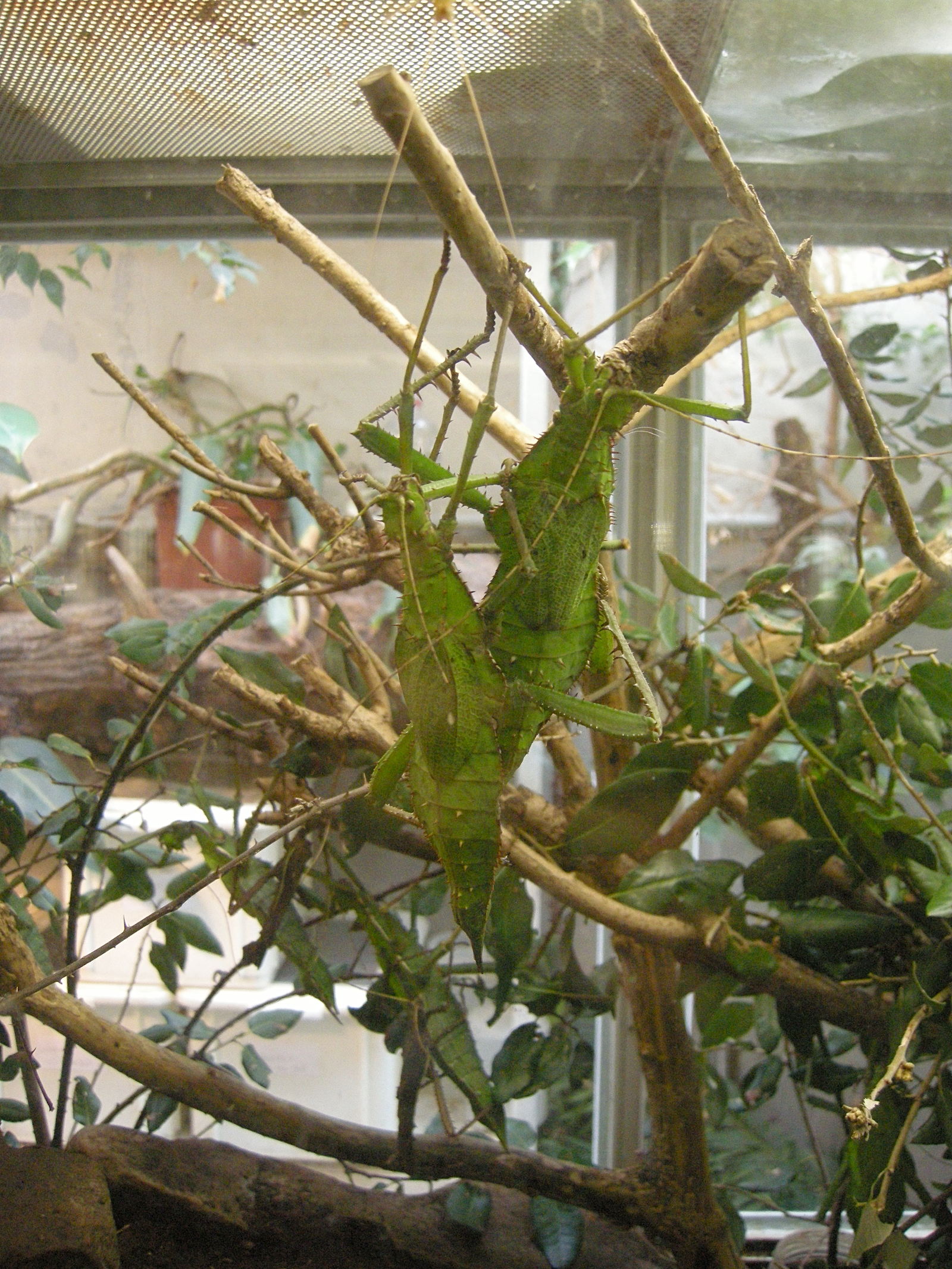 Afficher le média heteropteryx_dilatata6md heteropteryx_dilatata6md