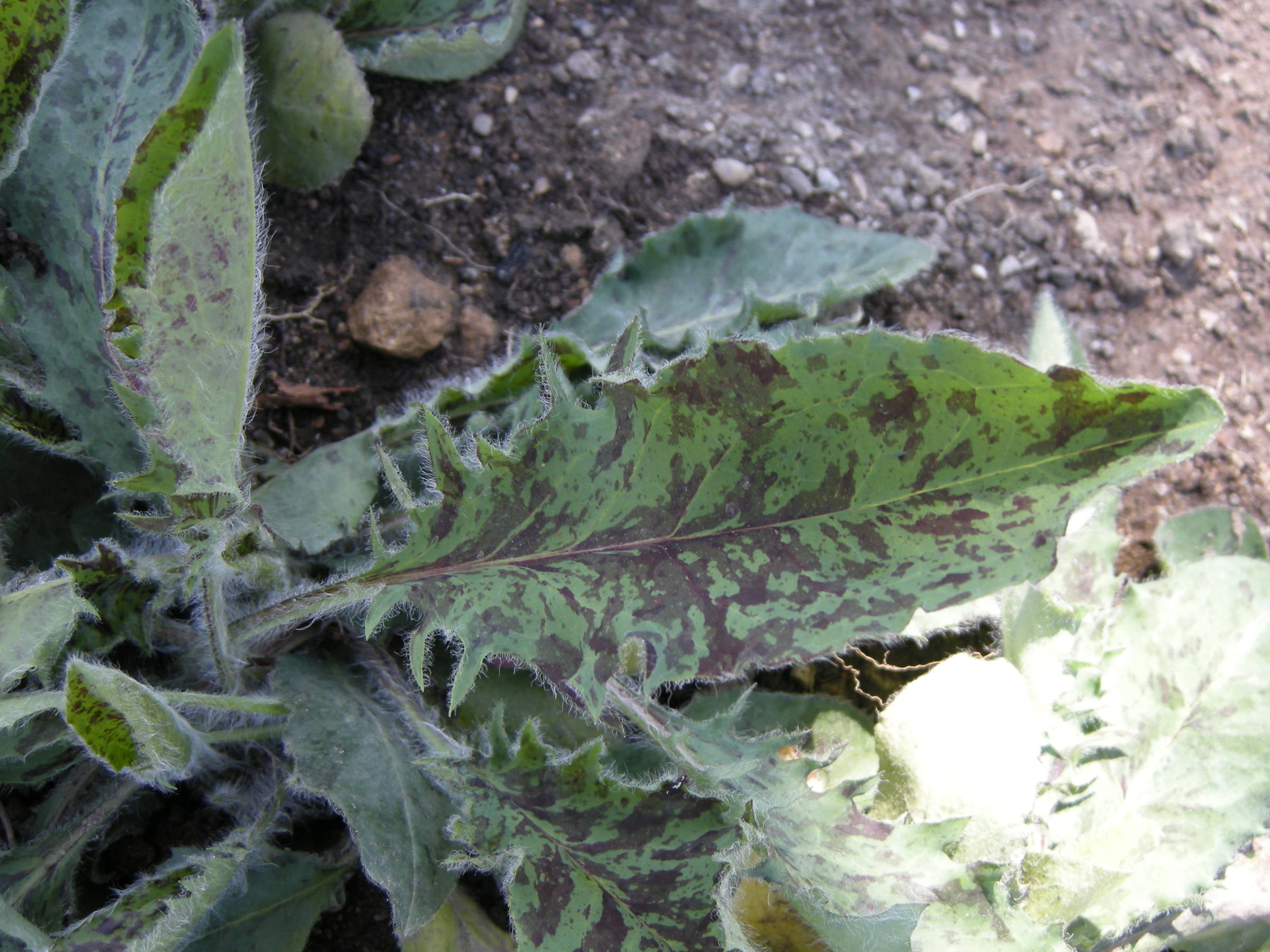 hieracium_glaucum1bd