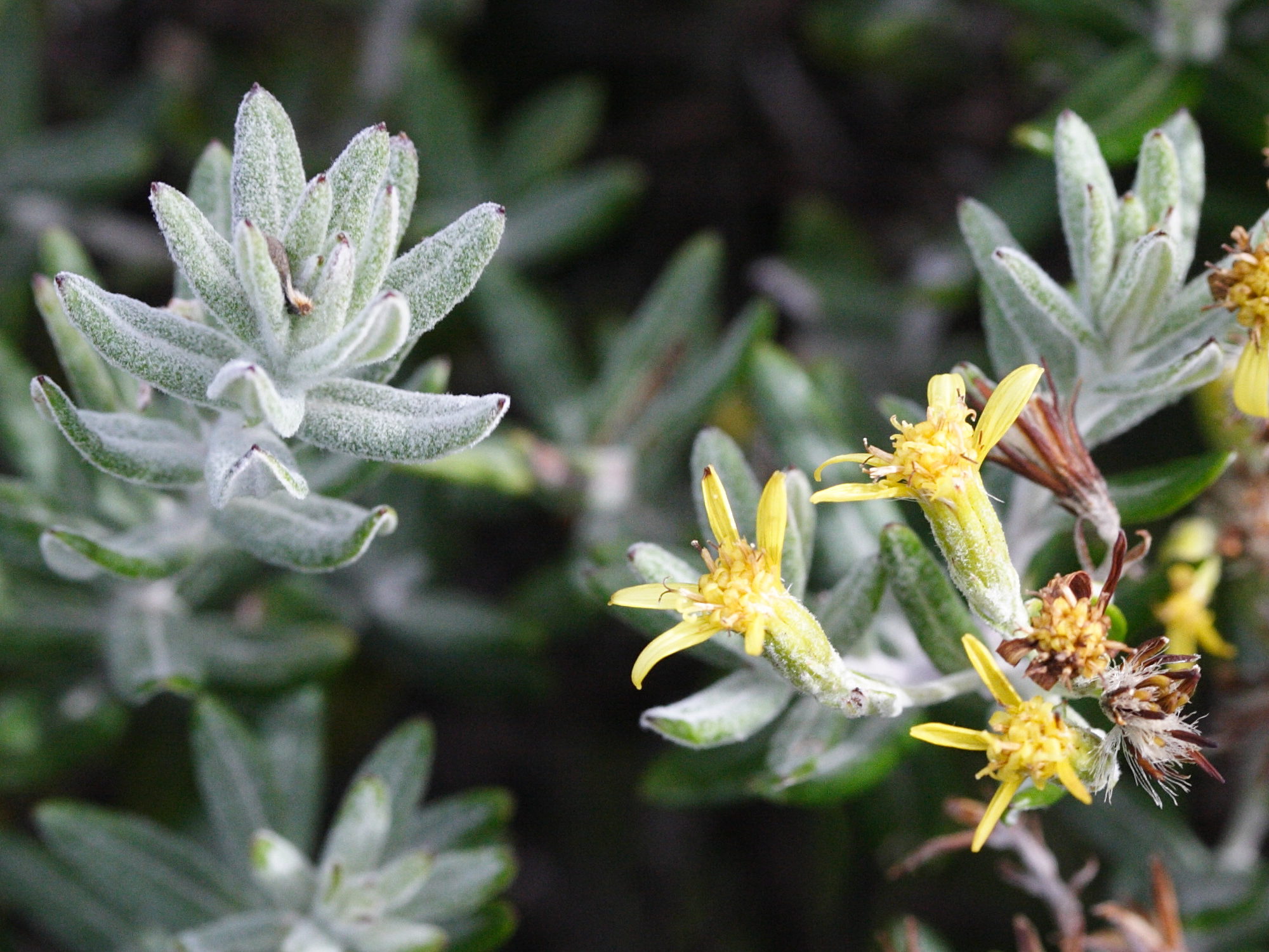 hubertia_tomentosa3md