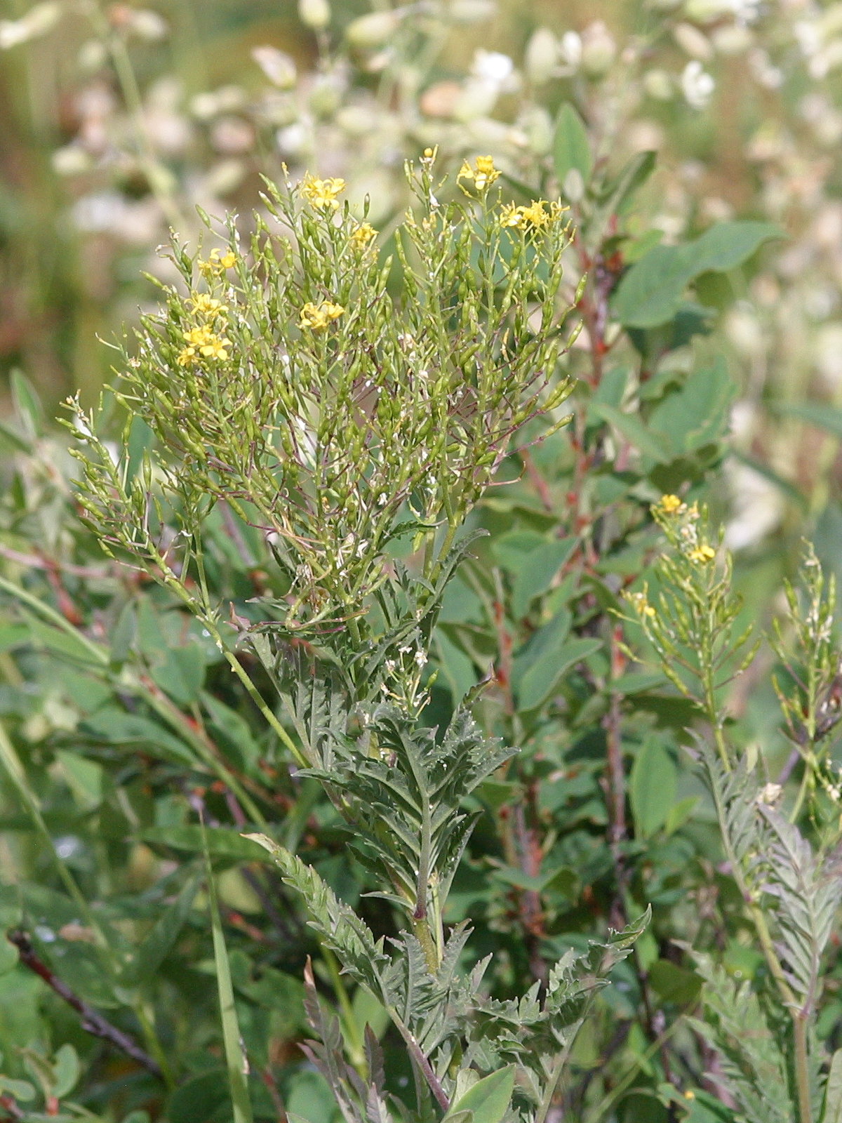 Afficher le média Hugueninia_tanacetifolia Hugueninia_tanacetifolia