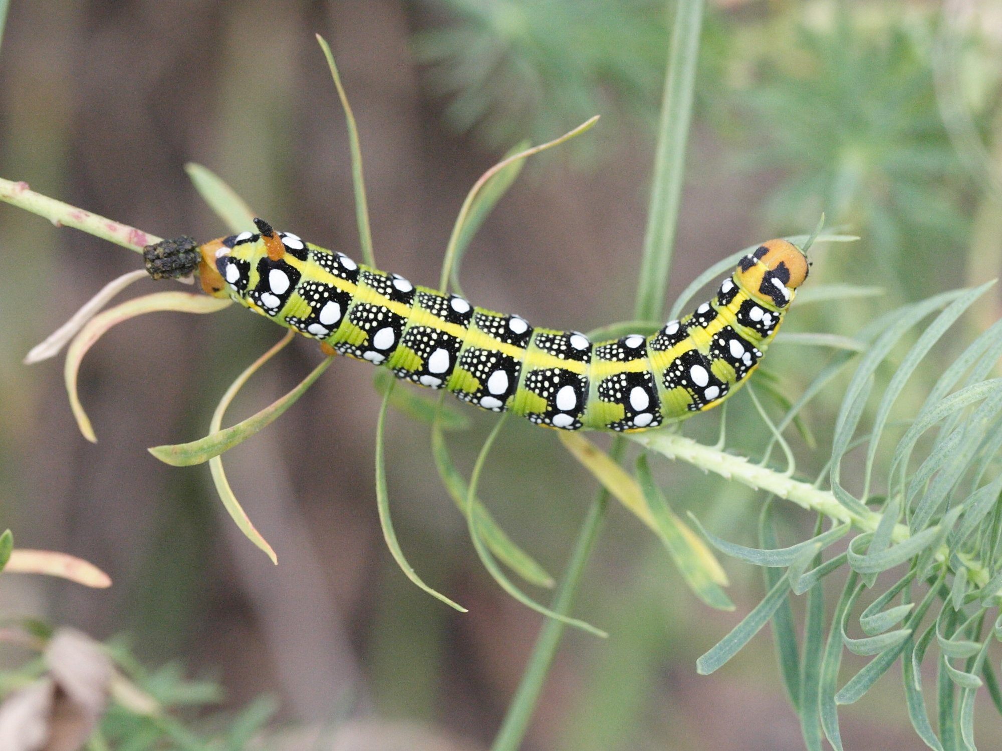 hyles_euphorbiae_ch4md