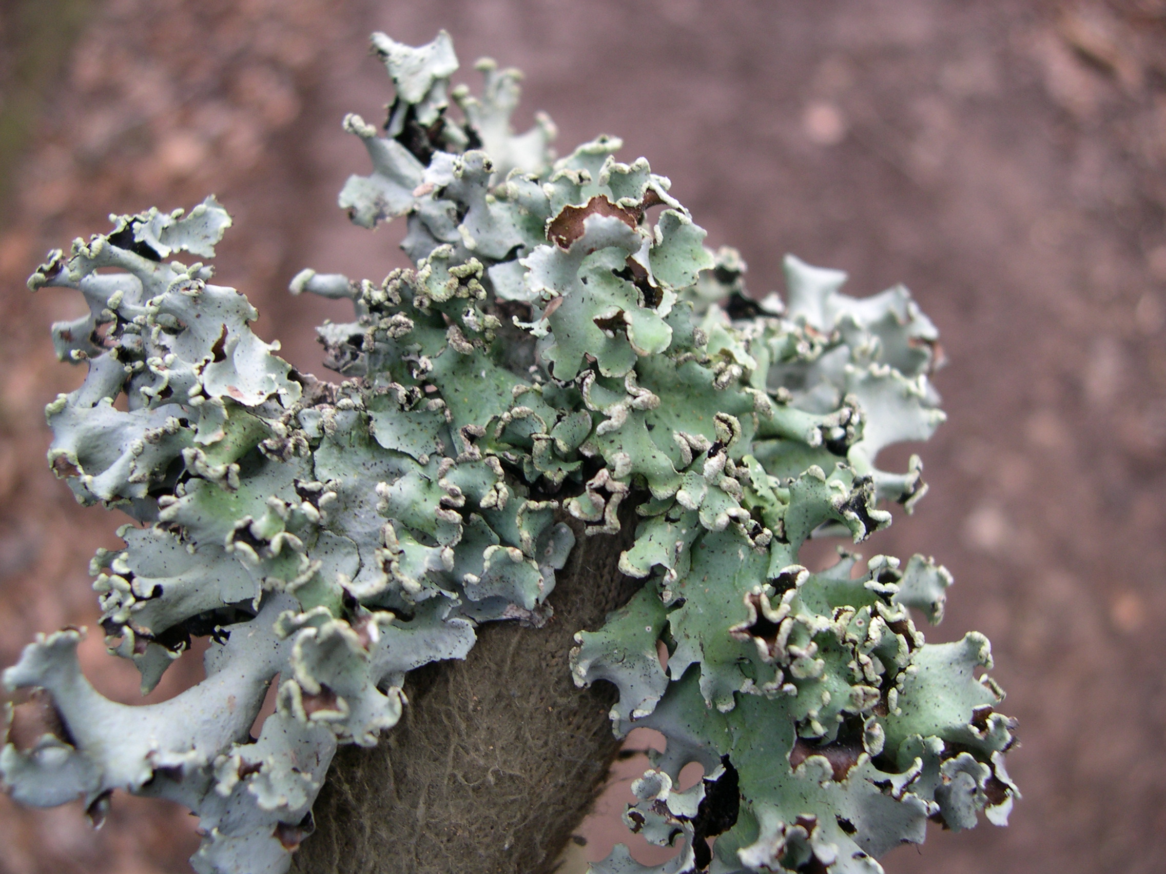 hypogymnia_physodes1md