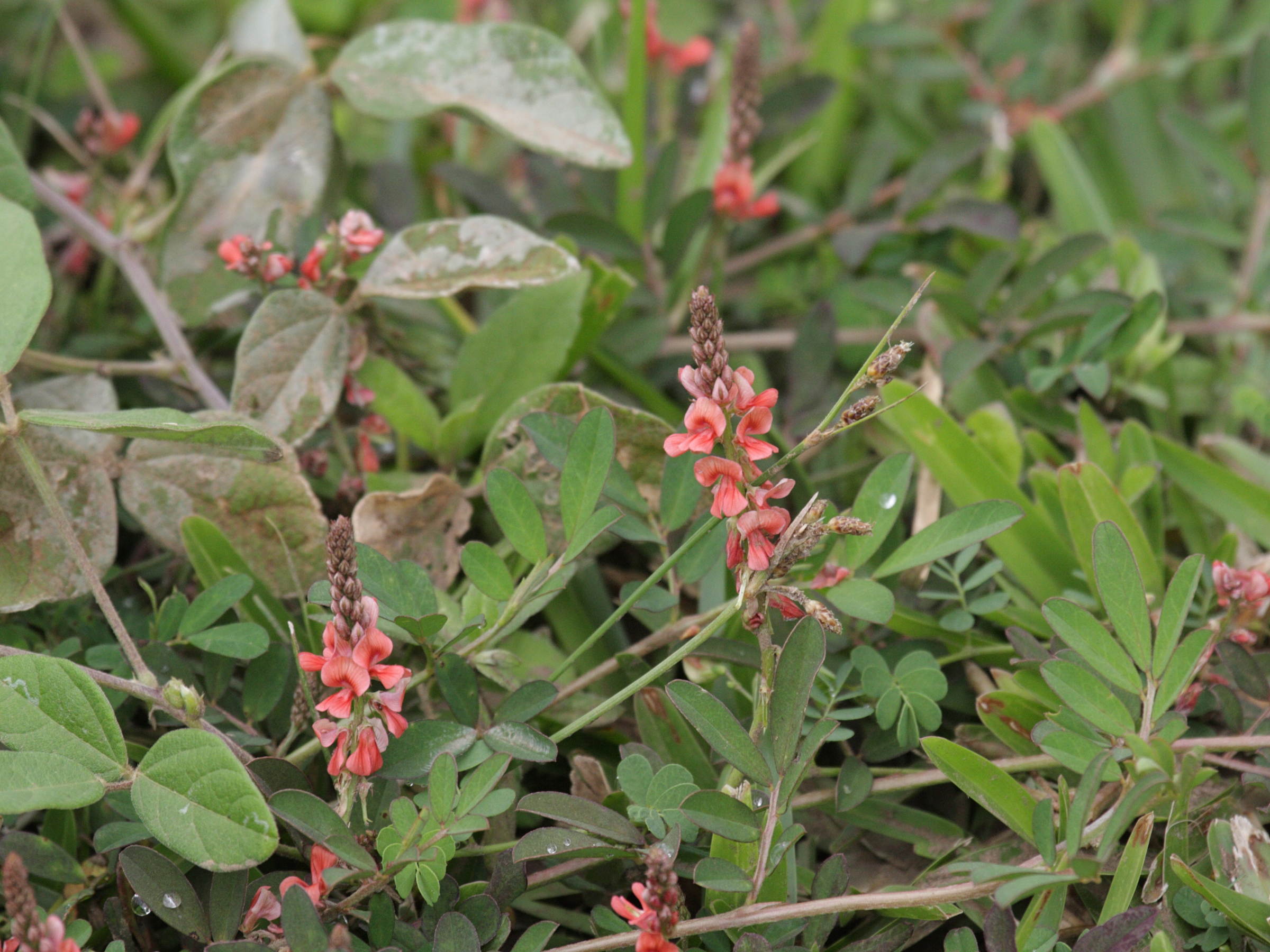 indigofera_spicata3bd