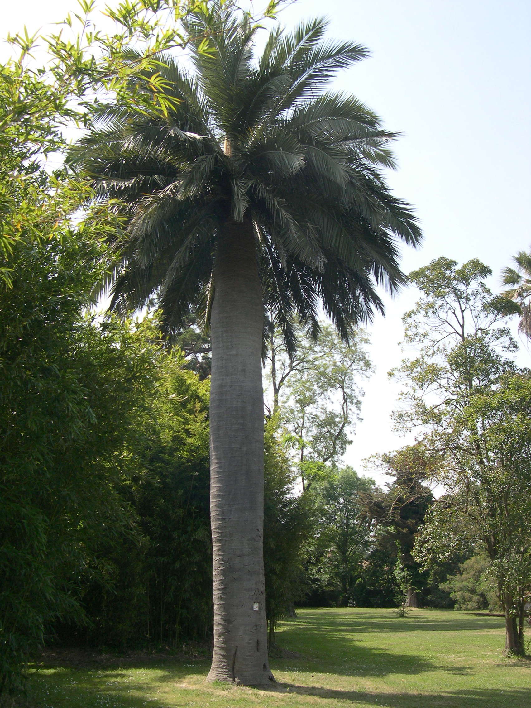 jubaea_chilensis2amd