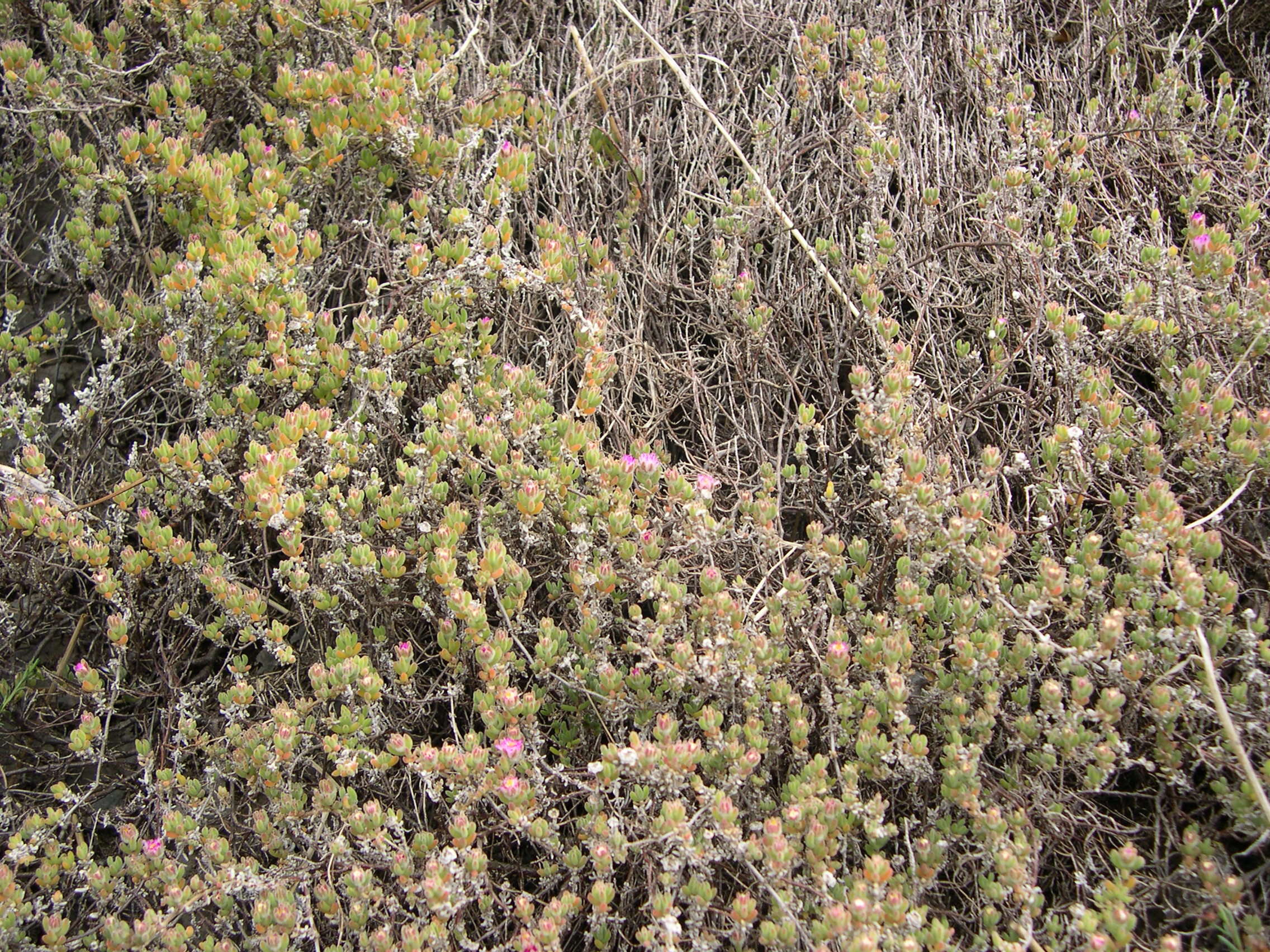 Afficher le média lampranthus_emarginatus1md lampranthus_emarginatus1md