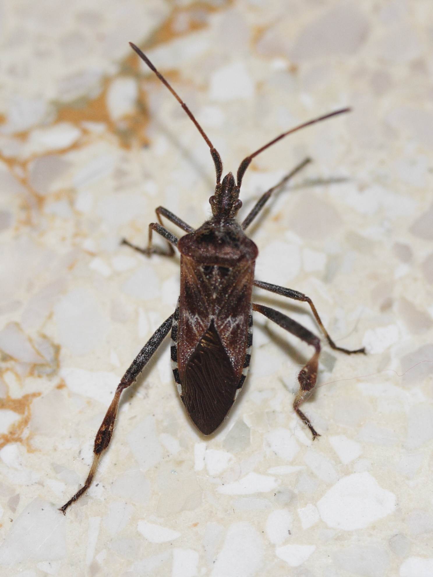 leptoglossus_occidentalis3md