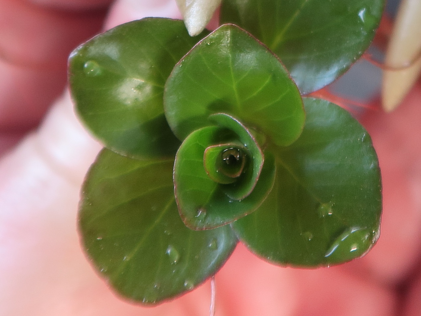 ludwigia_helminthorrhiza1md