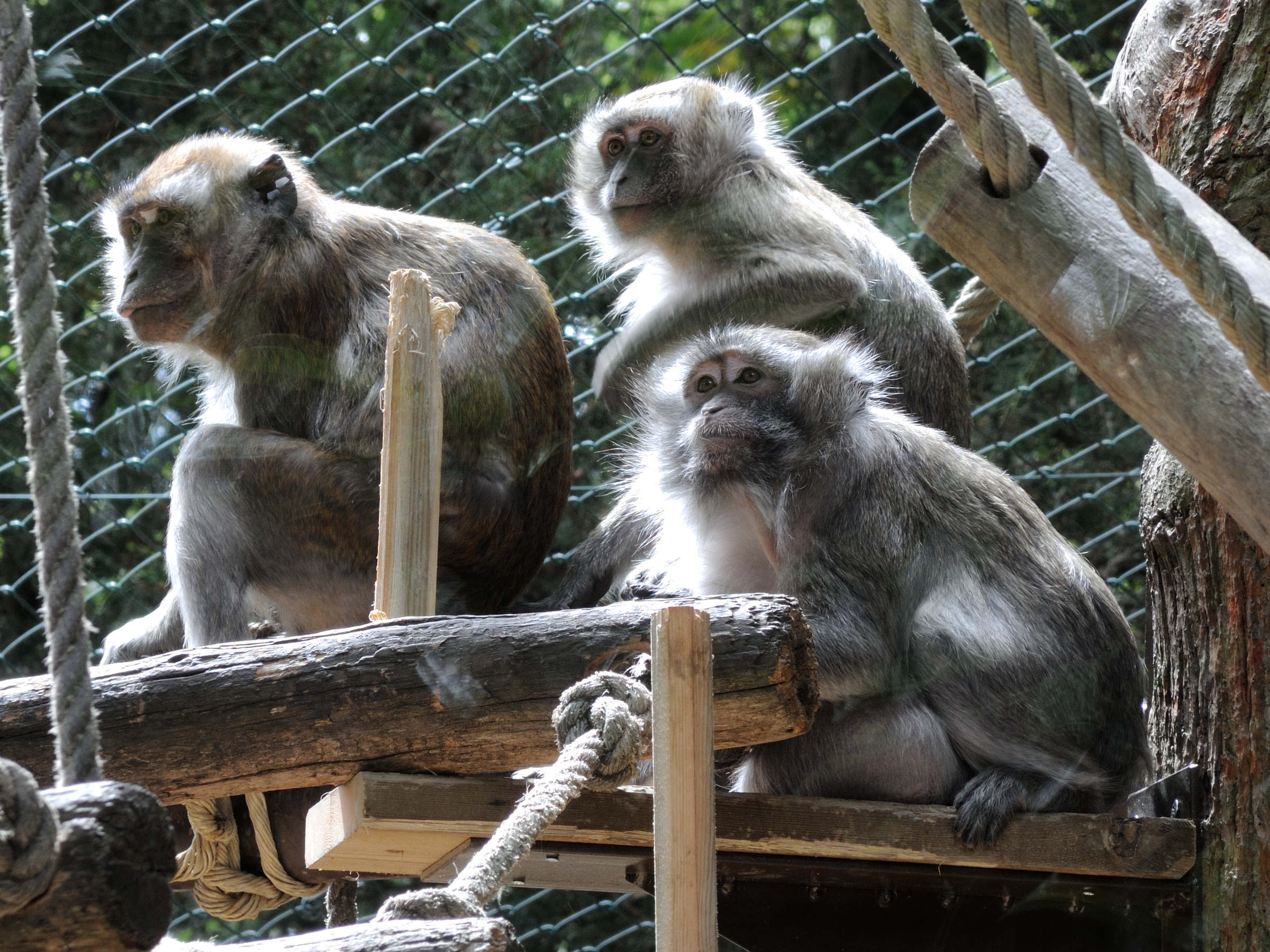 Afficher le média macaca_fascicularis3md macaca_fascicularis3md