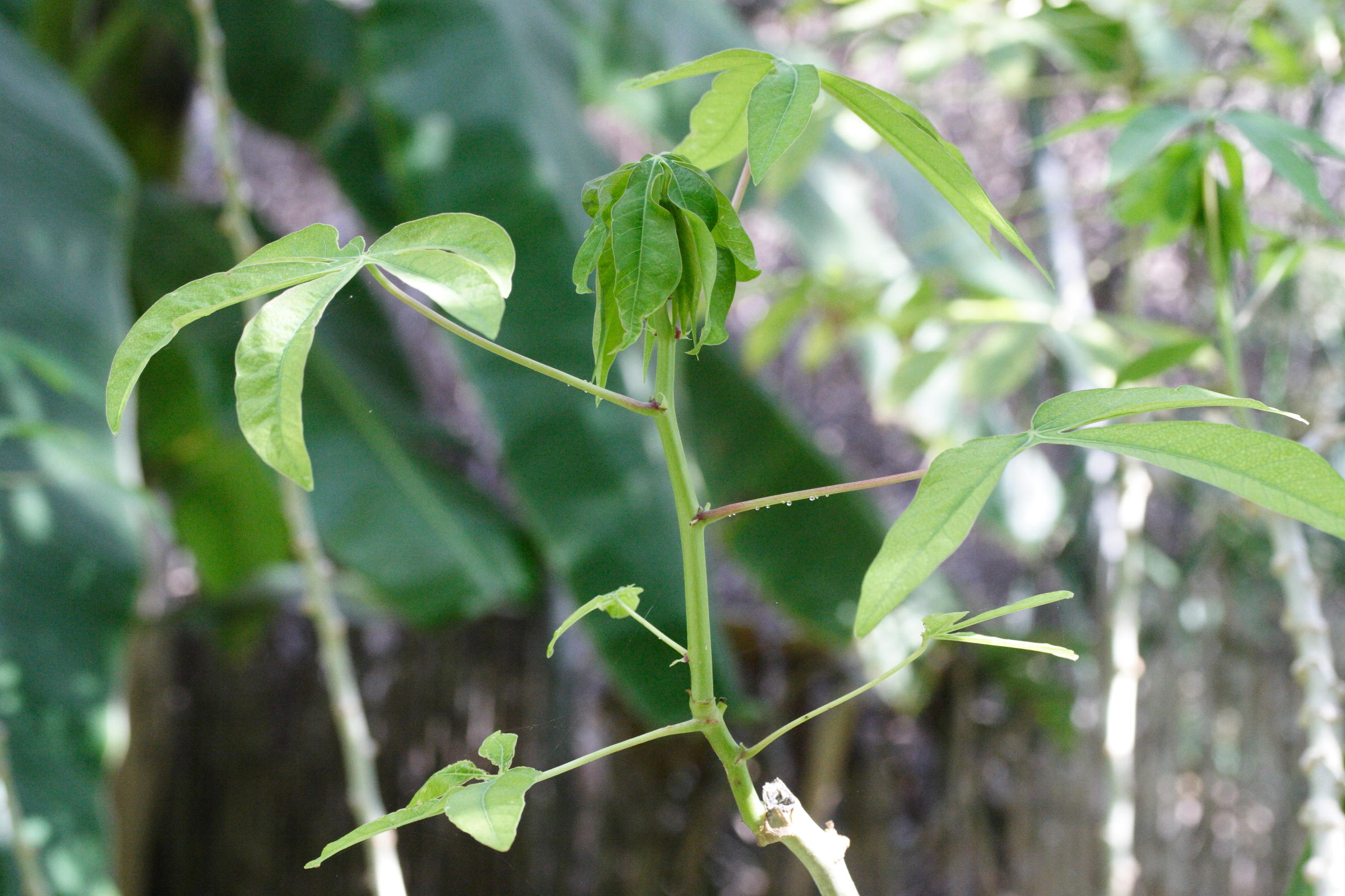 Afficher le média manihot_esculenta3md manihot_esculenta3md