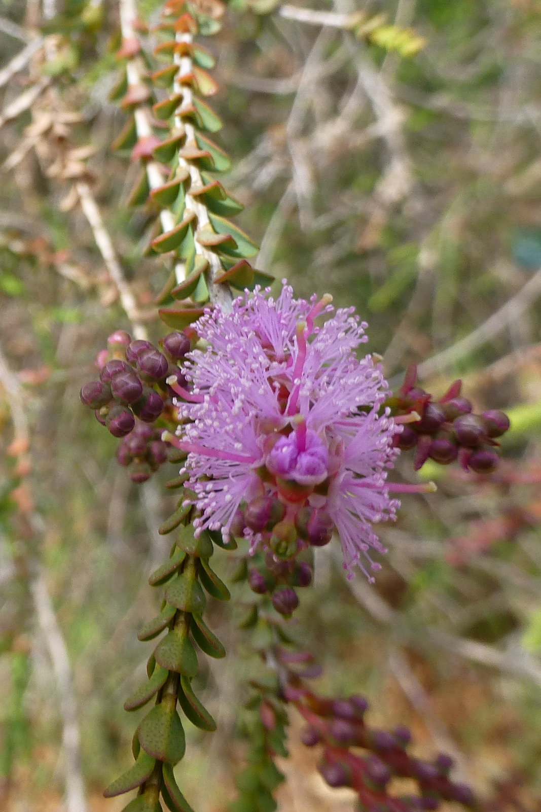 melaleuca_gibbosa2gv