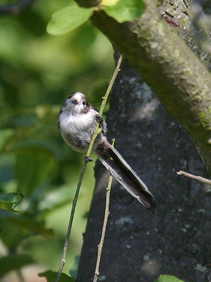 Afficher le média mesange_a_longue_queue_-_aegithalos_caudatus2bd mesange_a_longue_queue_-_aegithalos_caudatus2bd