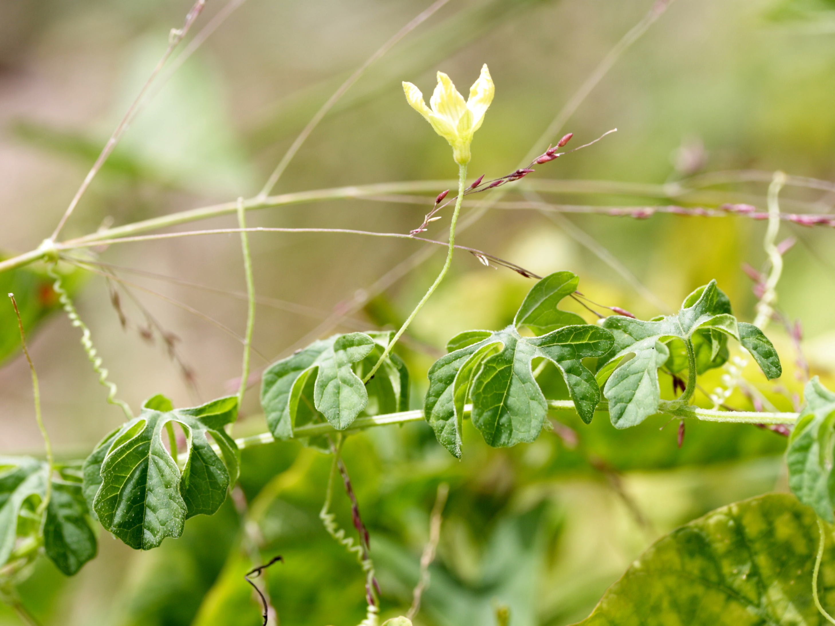 Afficher le média momordica_charantia6md momordica_charantia6md