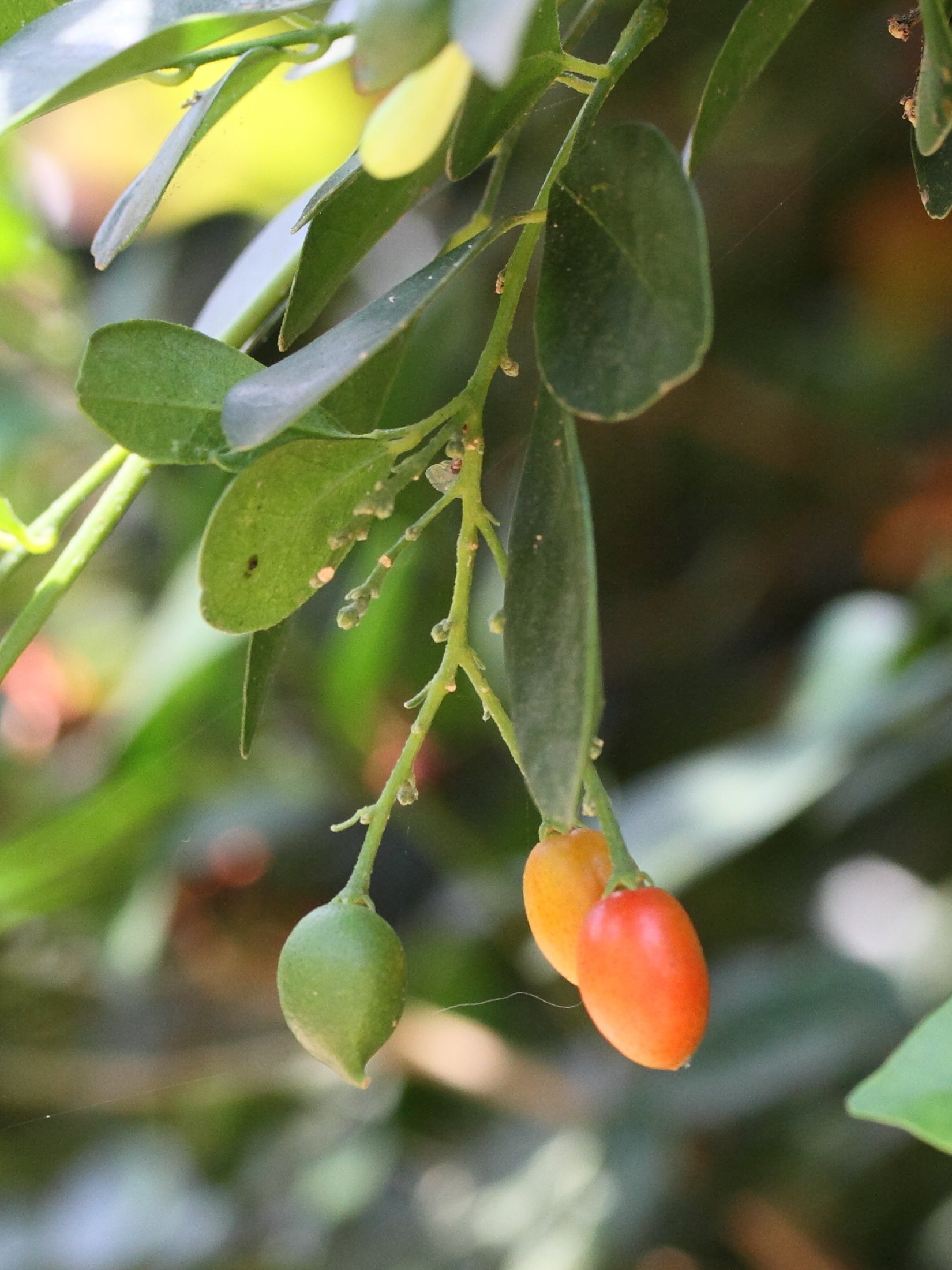 murraya_paniculata2md