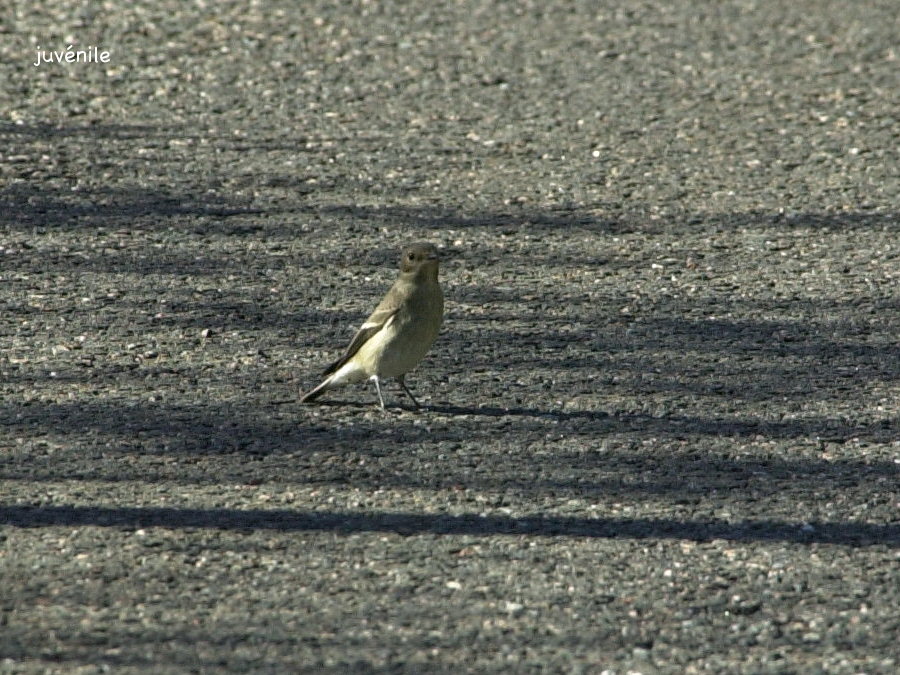 Muscicapa_atricapilla
