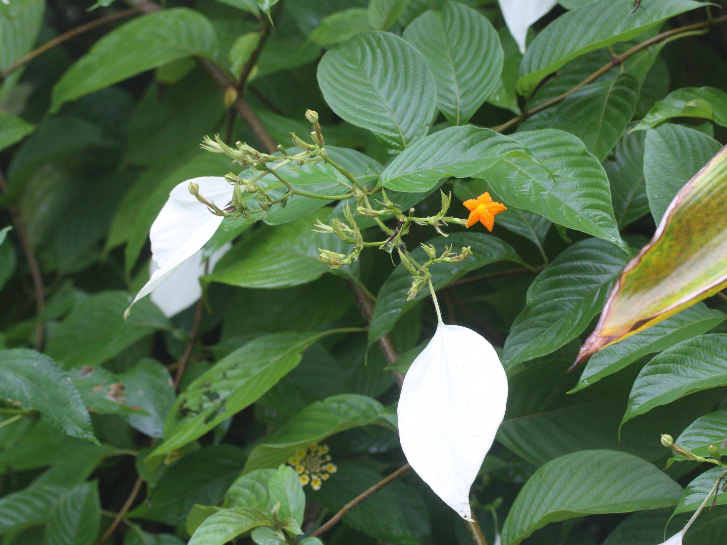 Afficher le média mussaenda_frondosa1md mussaenda_frondosa1md