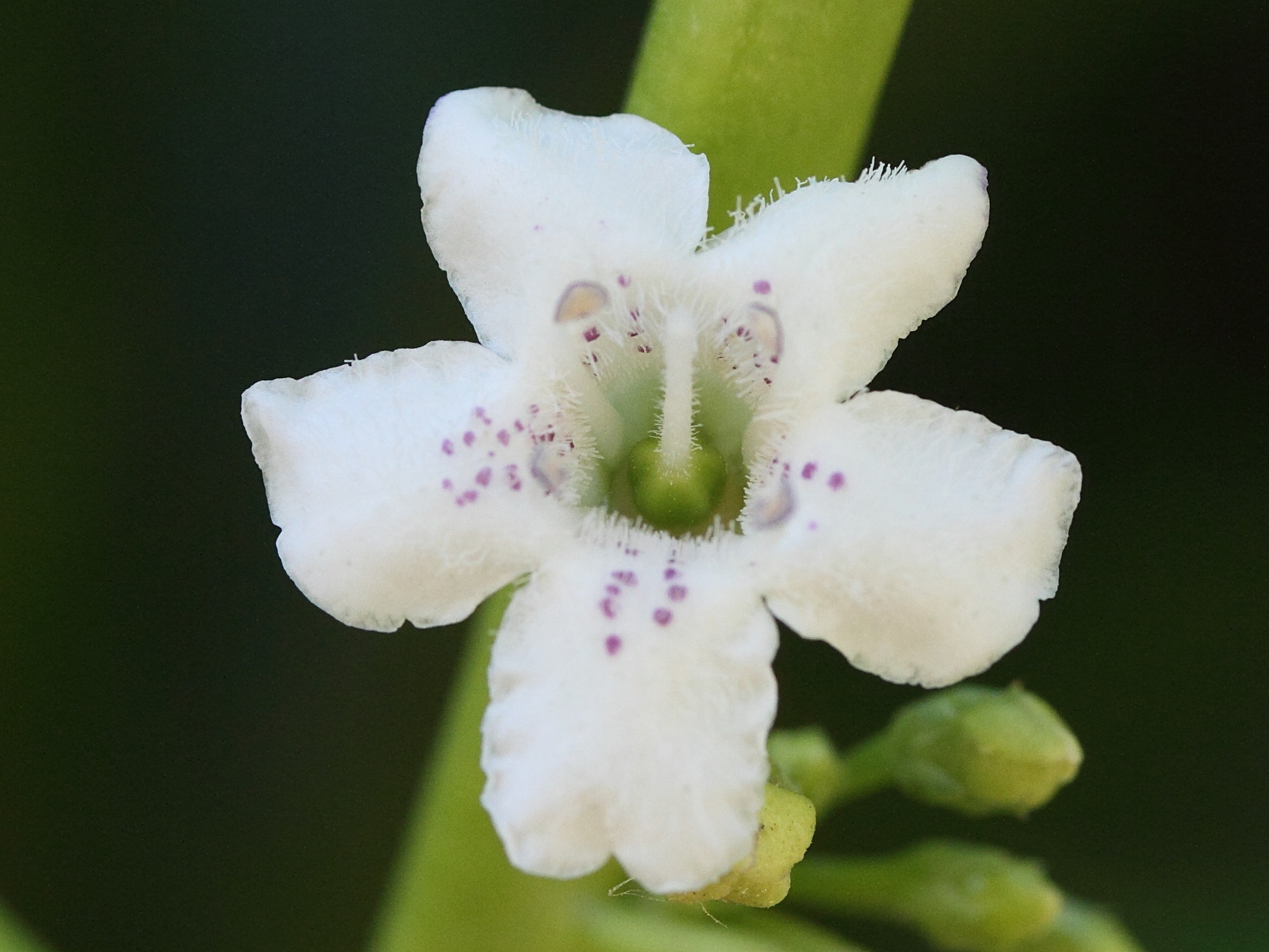 Afficher le média myoporum_laetum7md myoporum_laetum7md