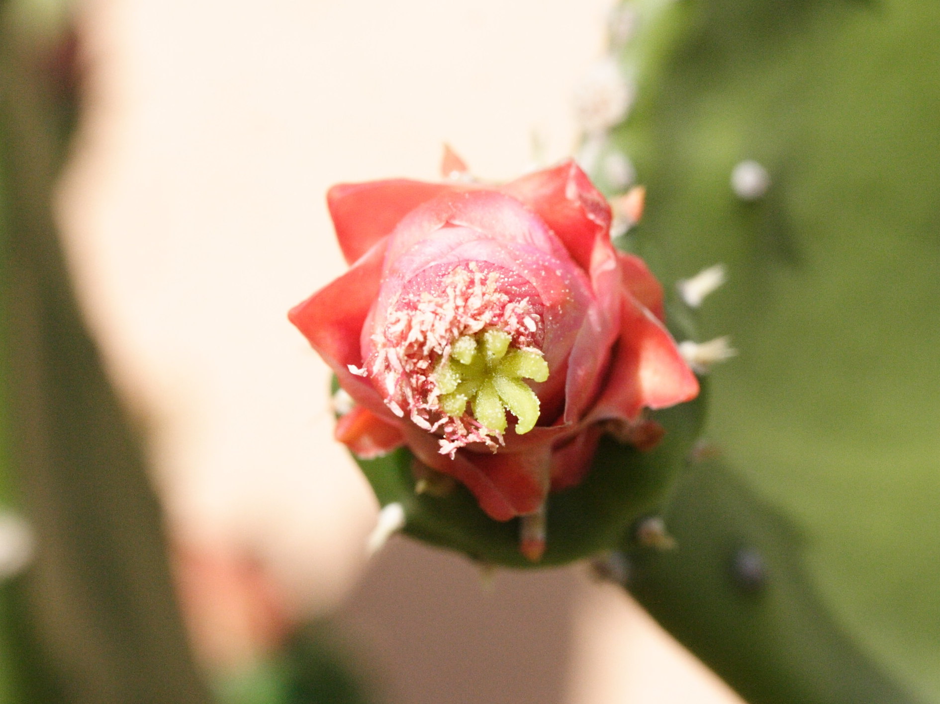 nopalea_cochenillifera2md