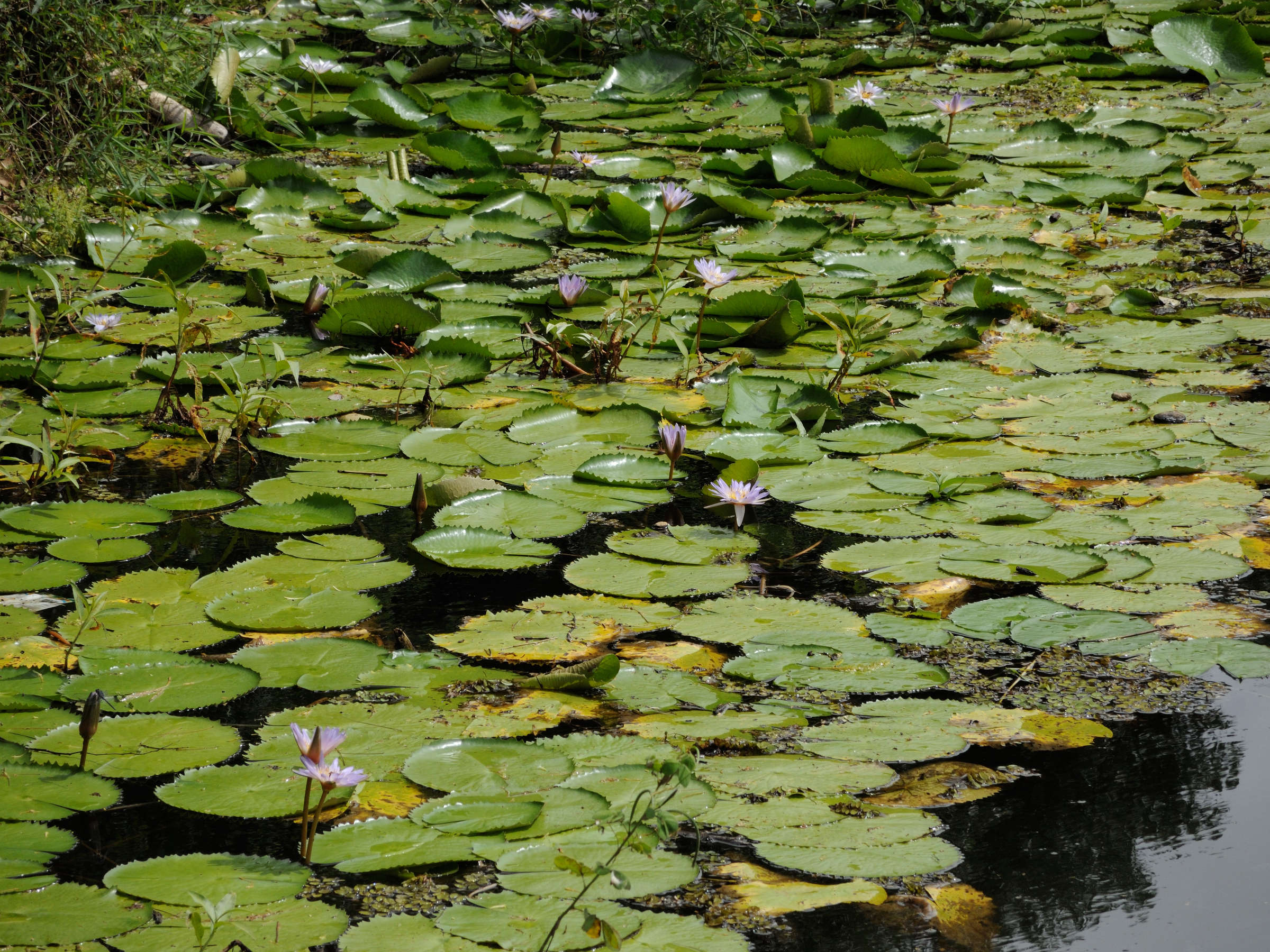 Afficher le média nymphaea_caerulea5md nymphaea_caerulea5md