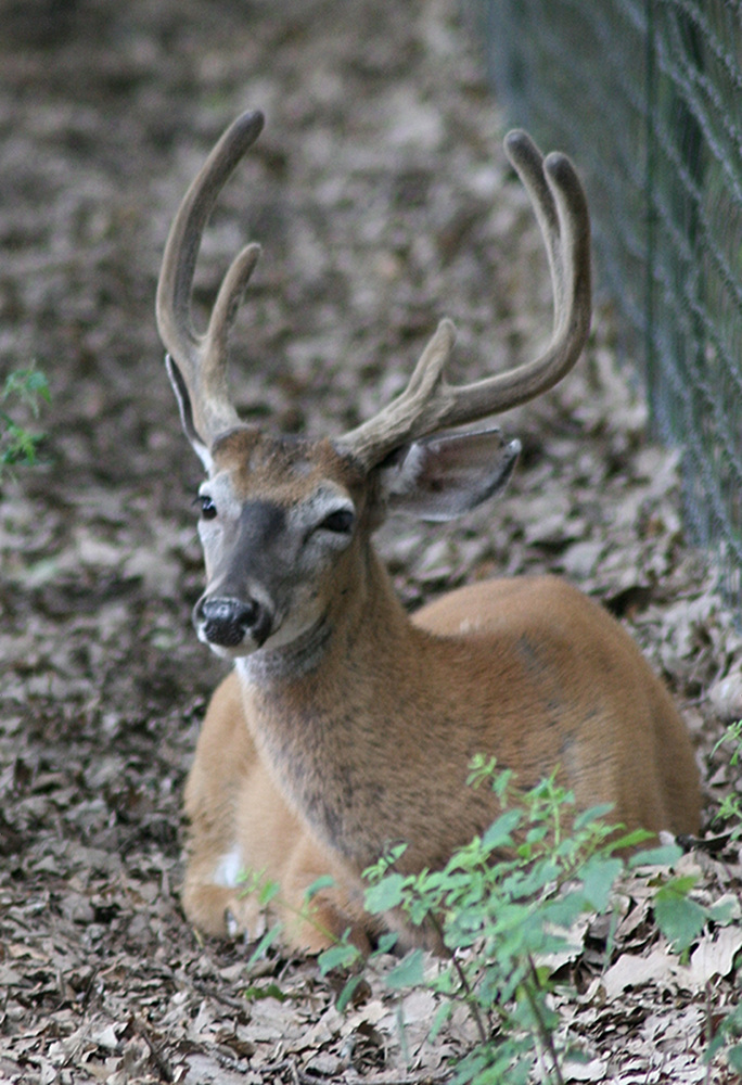 odocoileus_virginianus3md