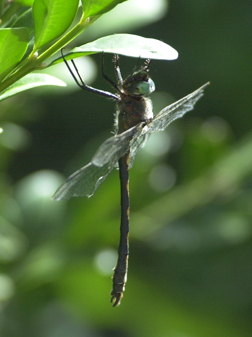 oxygastra_curtisii2md