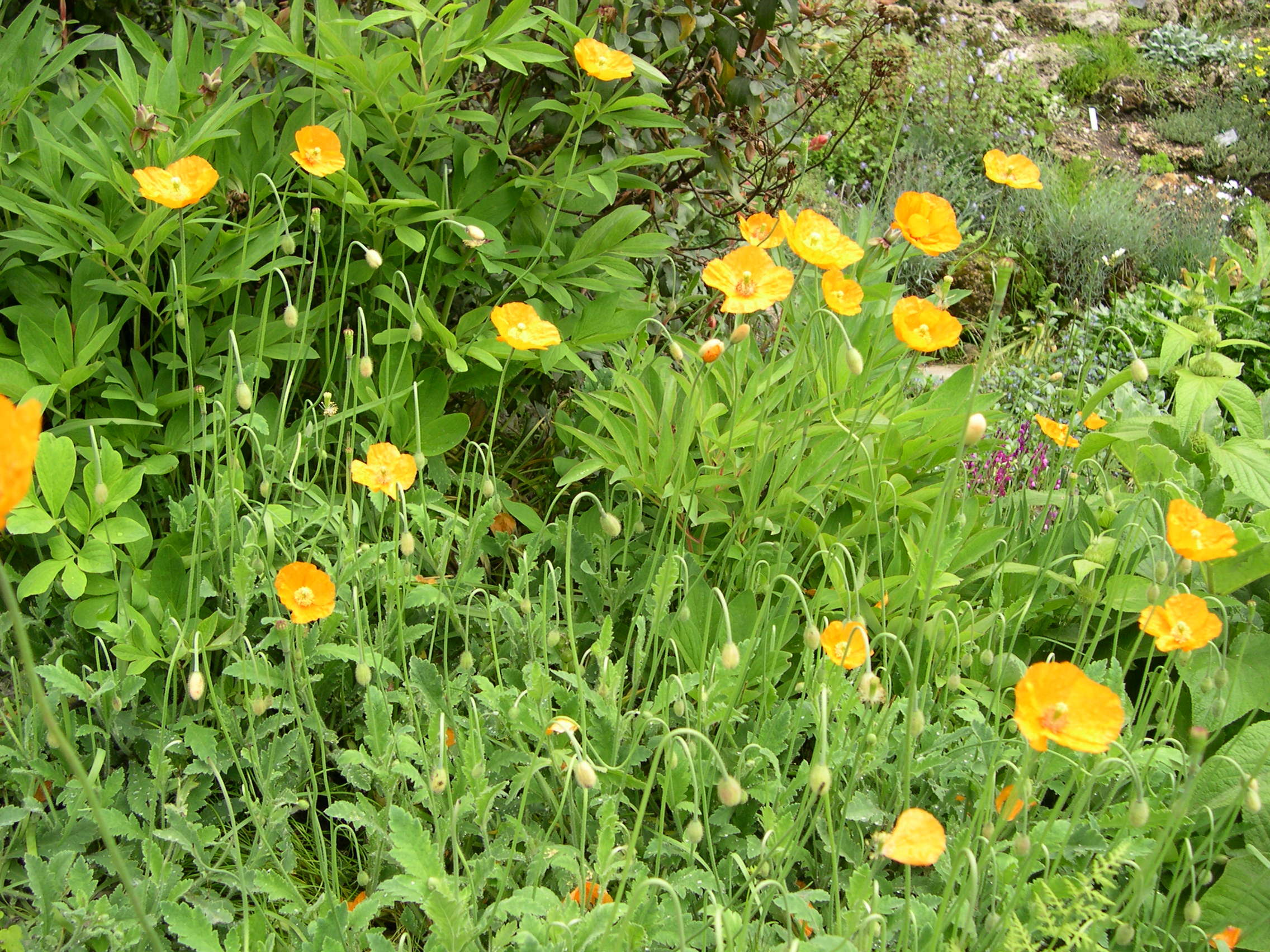 papaver_atlanticum1md