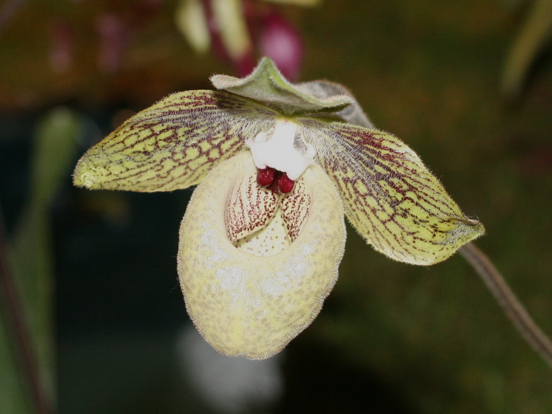 Afficher le média paphiopedilum_malipoense2bmd paphiopedilum_malipoense2bmd