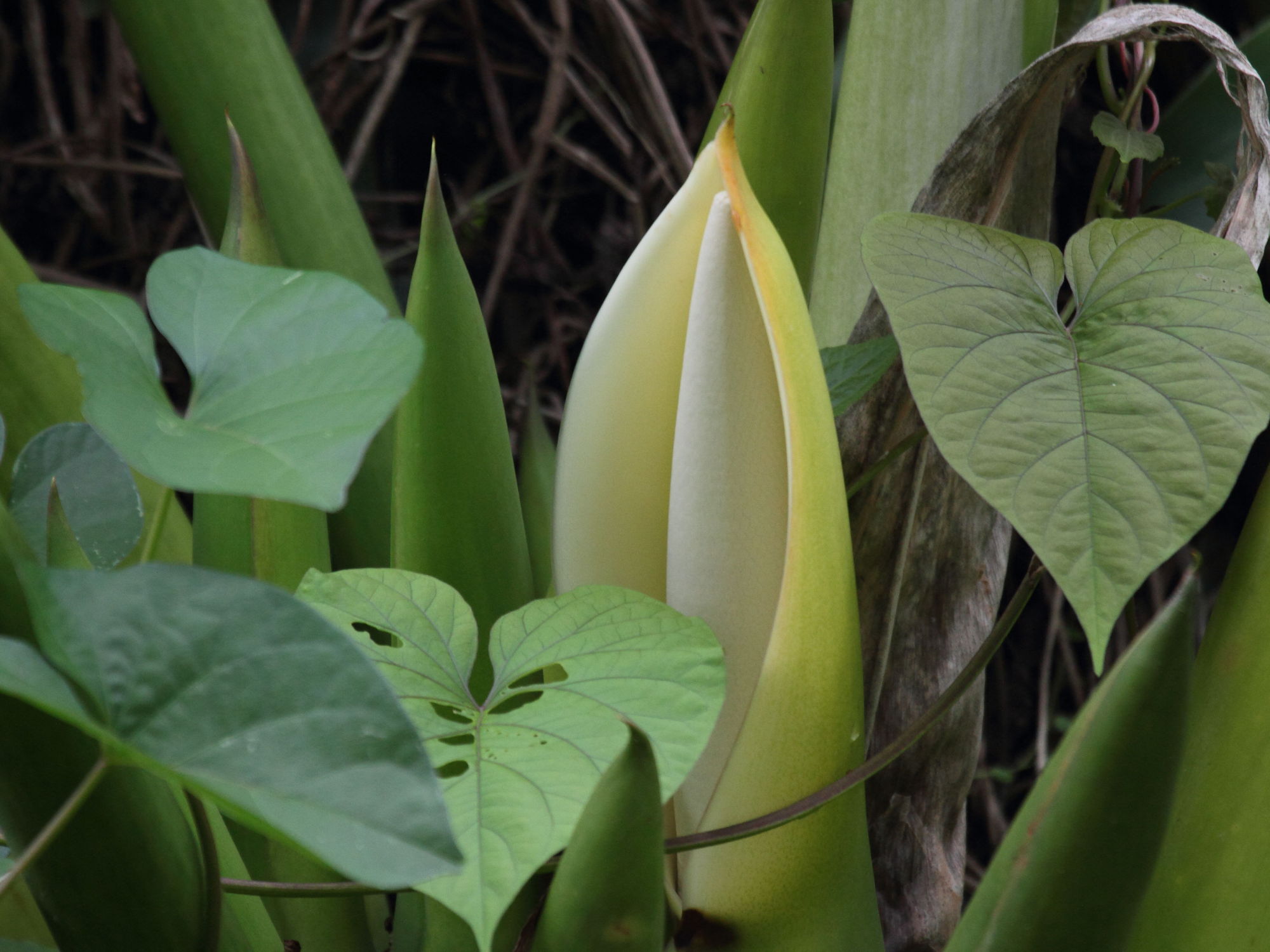 philodendron_giganteum6bd