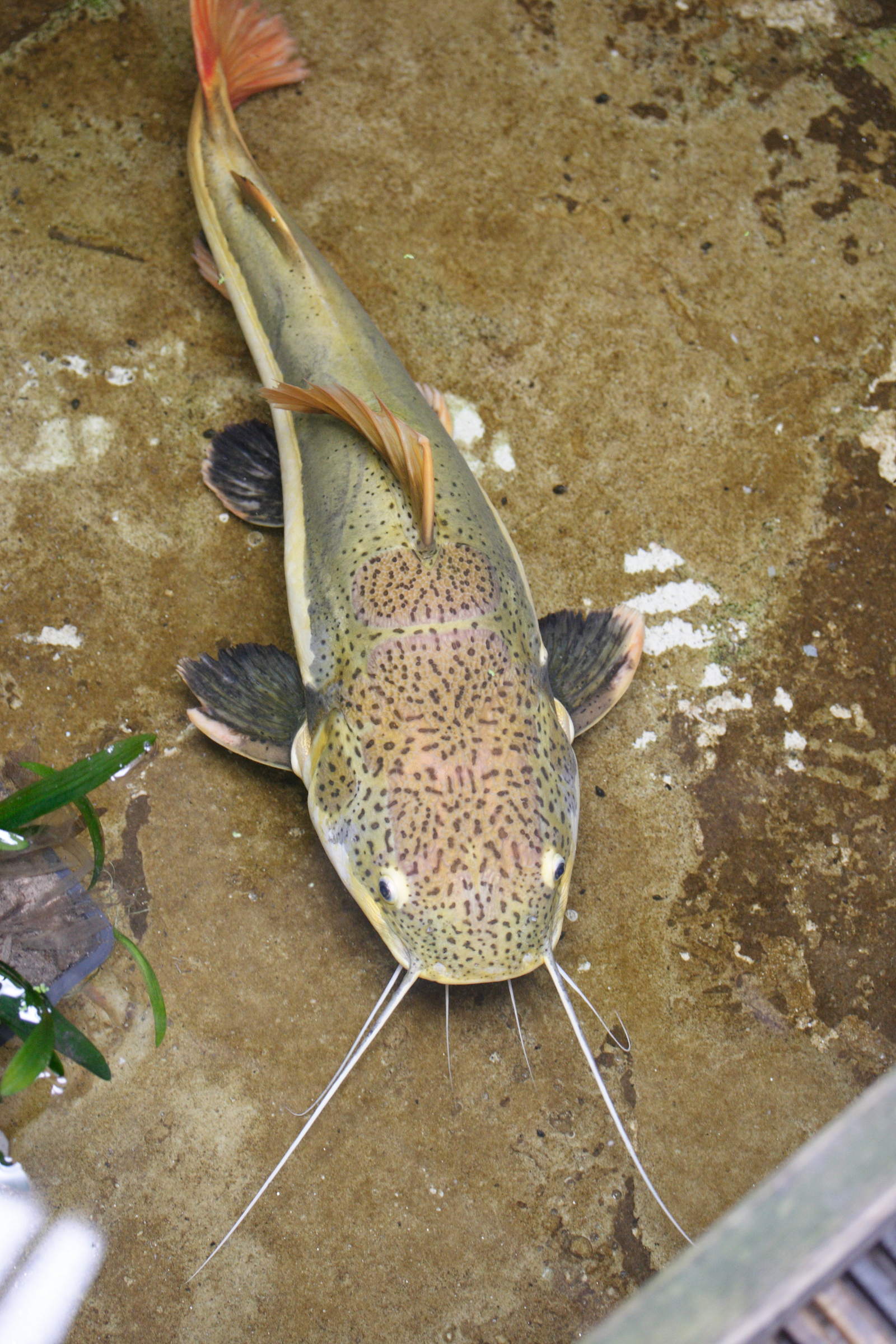 phractocephalus_hemioliopterus2md