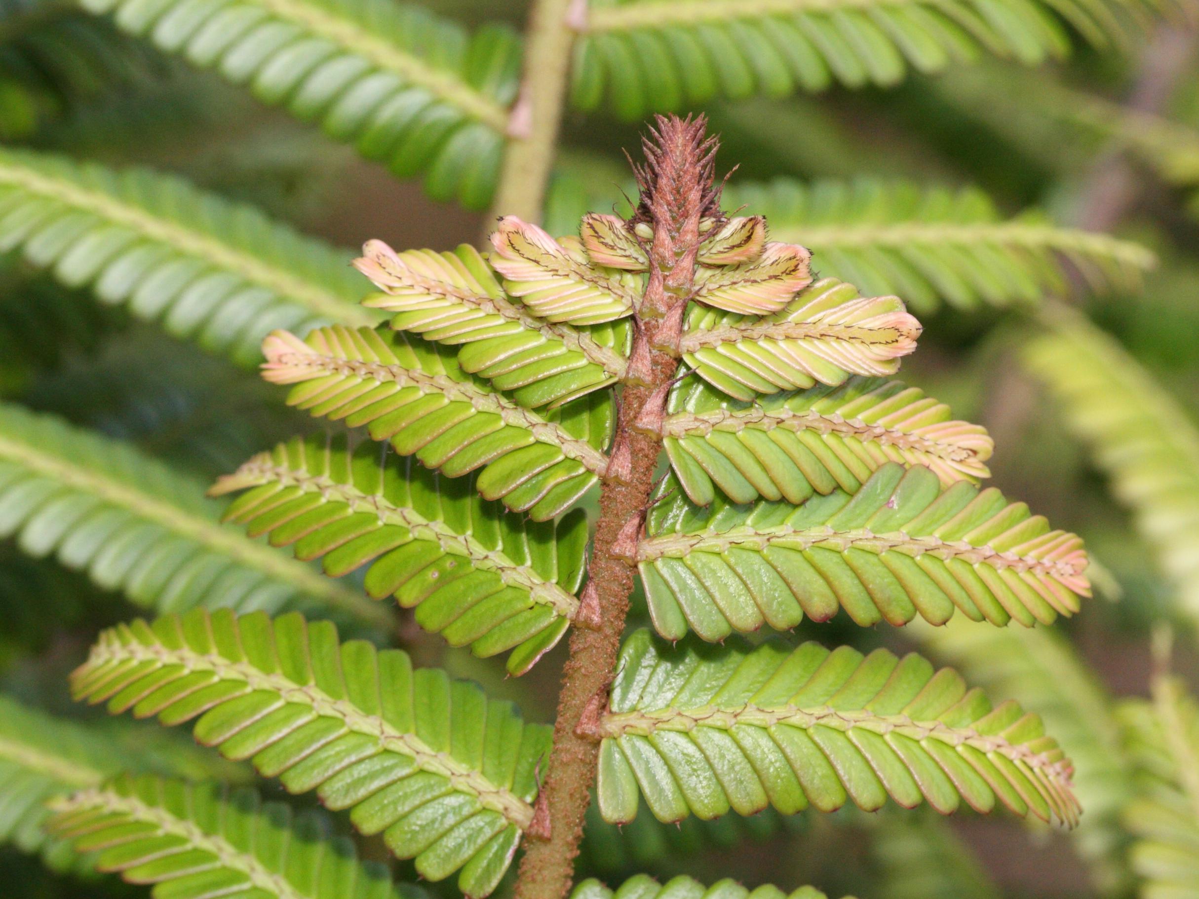 phyllanthus_mimosoides3md