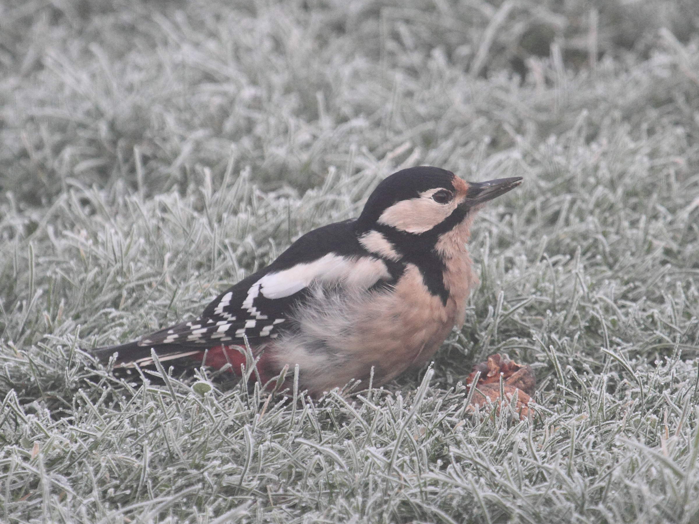 pic_epeiche_-_dendrocopos_major8bd