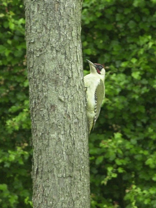 pic_vert_-_picus_viridis5bd