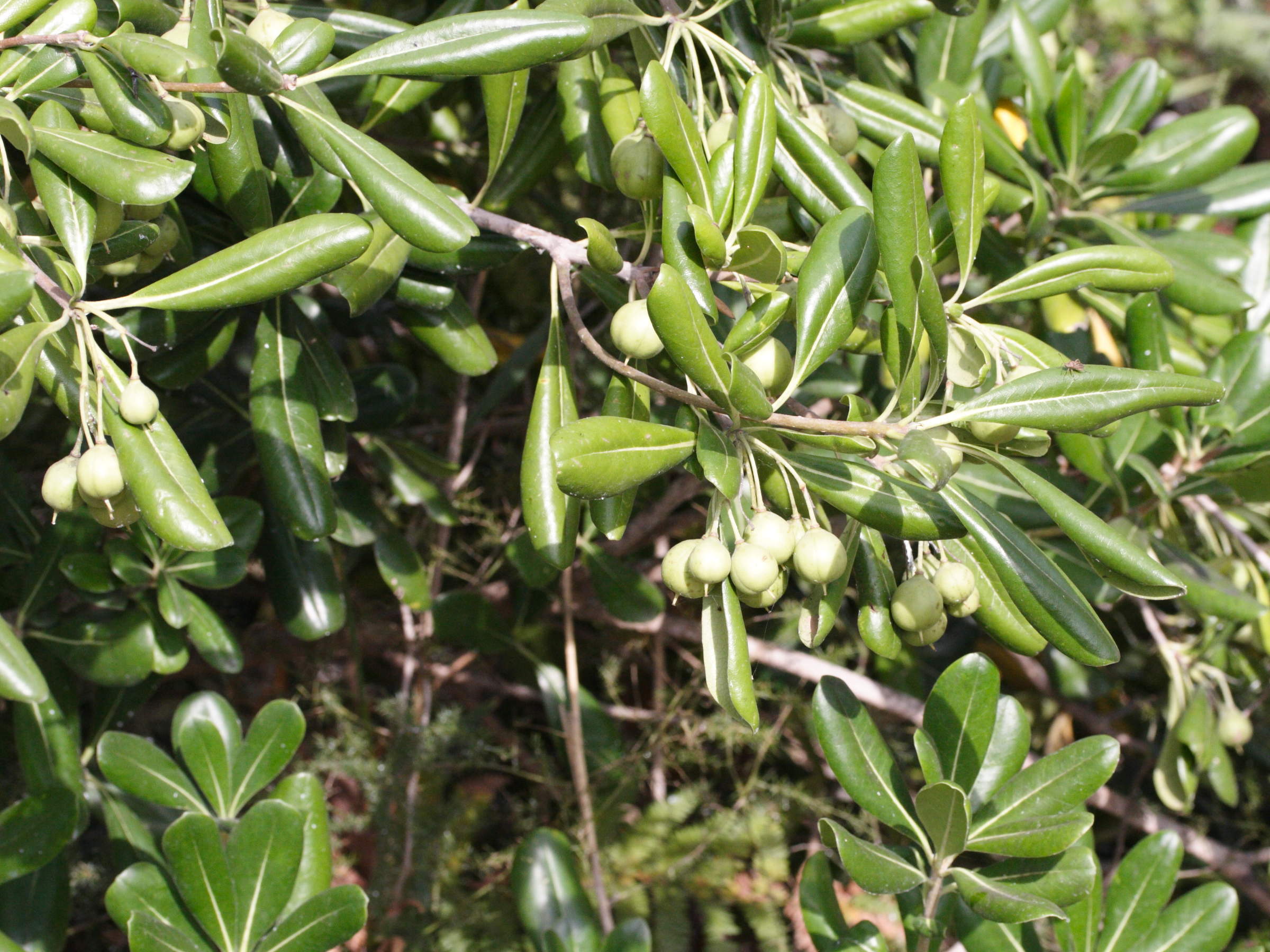 Afficher le média pittosporum_tobira4md pittosporum_tobira4md