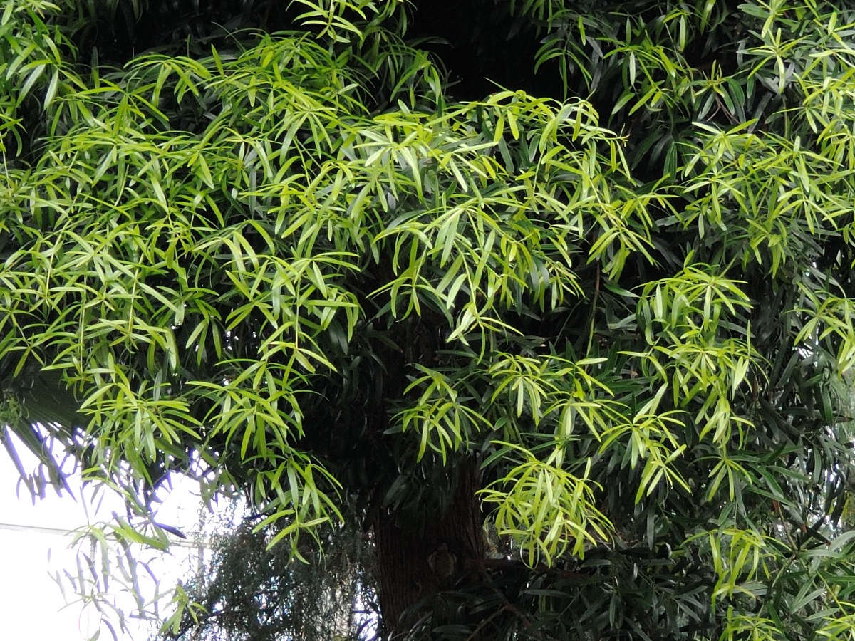 podocarpus_elatus2md