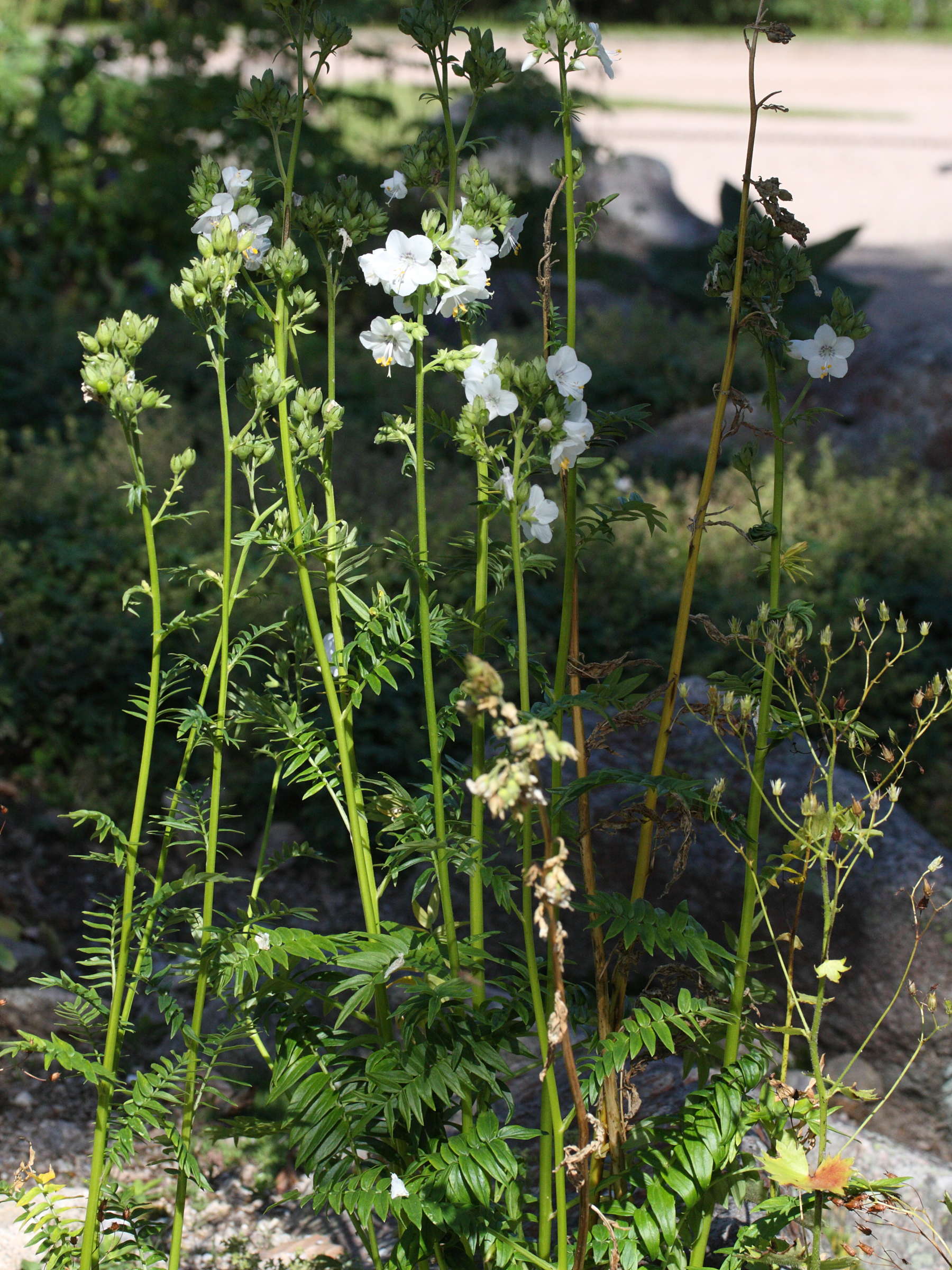 Afficher le média polemonium_caeruleum1md polemonium_caeruleum1md