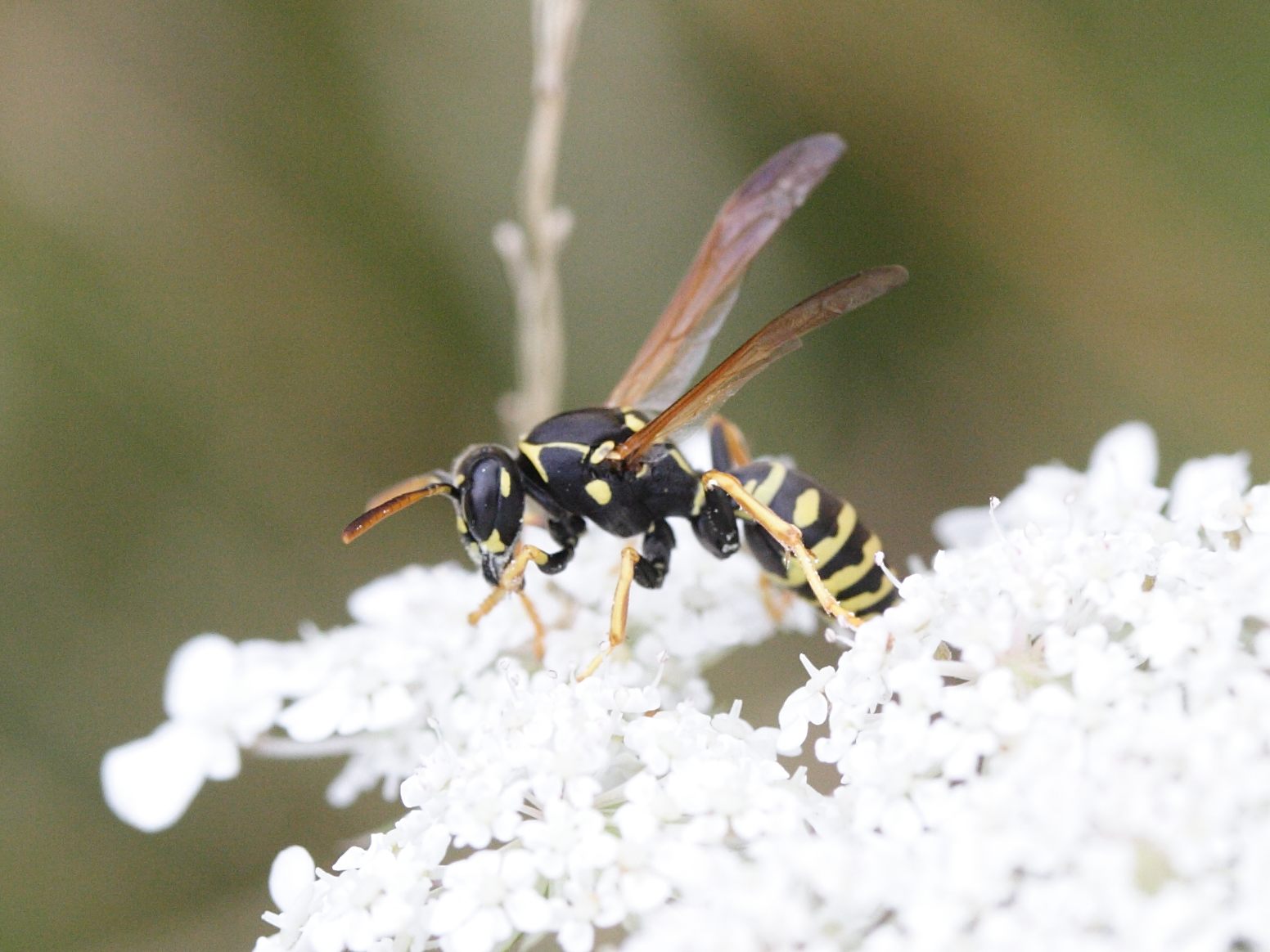 polistes_nimpha2md