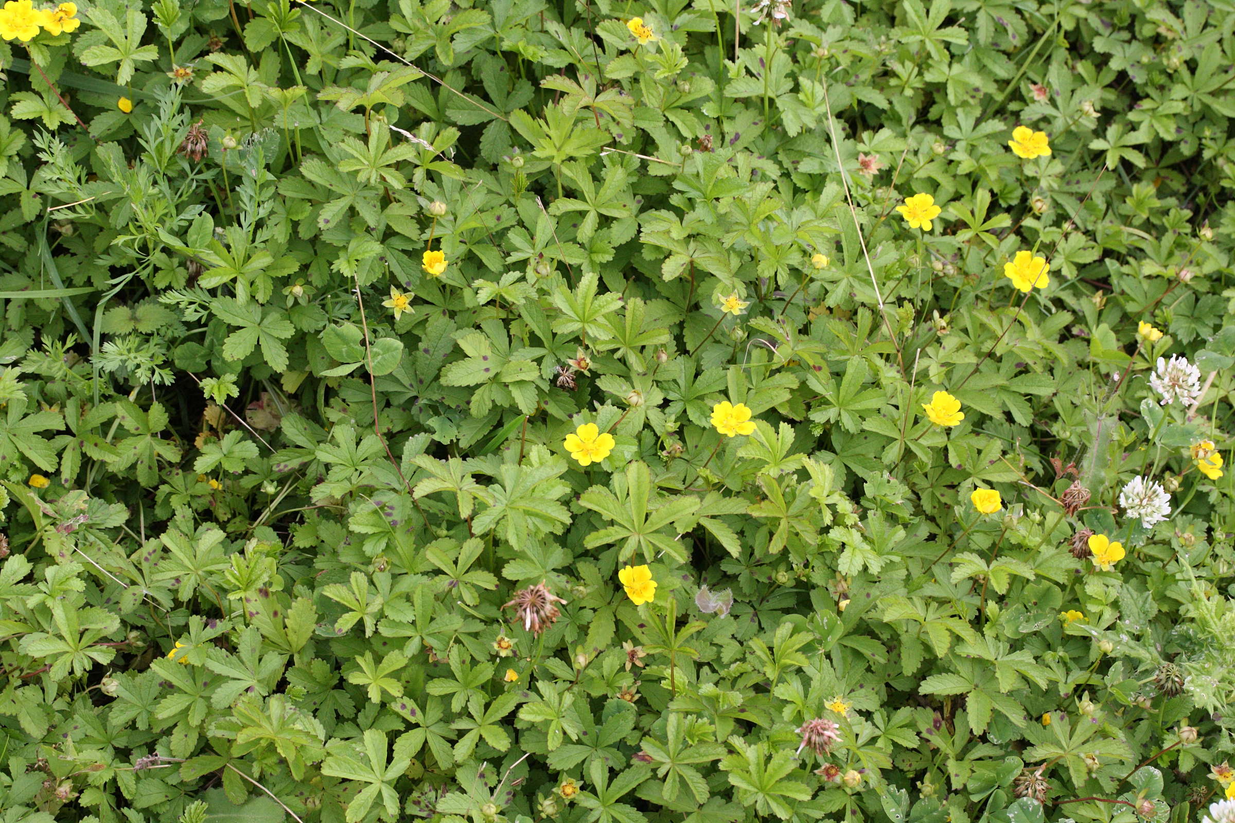 potentilla_reptans2md
